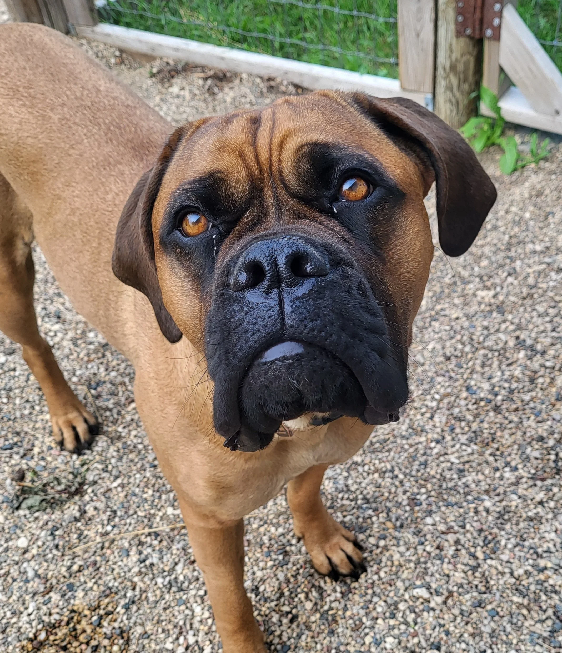 A brown and black dog, possibly a Boxer, looking up at the camera with a curious expression on a gravel surface near a wooden and wire fence.
