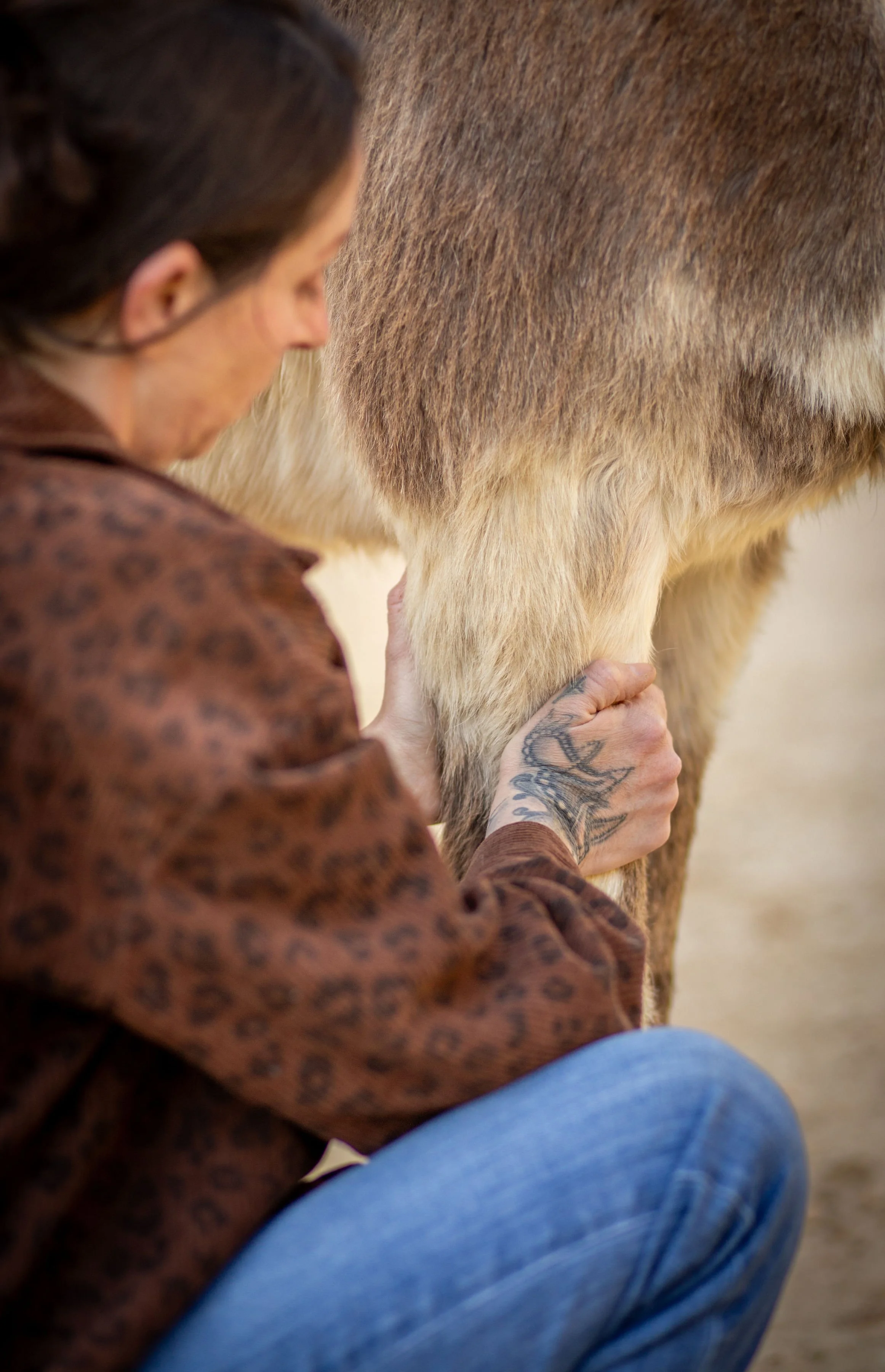 A person with tattoos on their hand and arm, wearing a leopard print shirt and blue jeans, is examining and touching the leg of a donkey with brown and white fur.