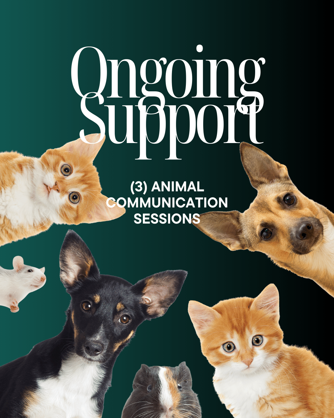 Ongoing Support (3 Animal Communication Sessions)