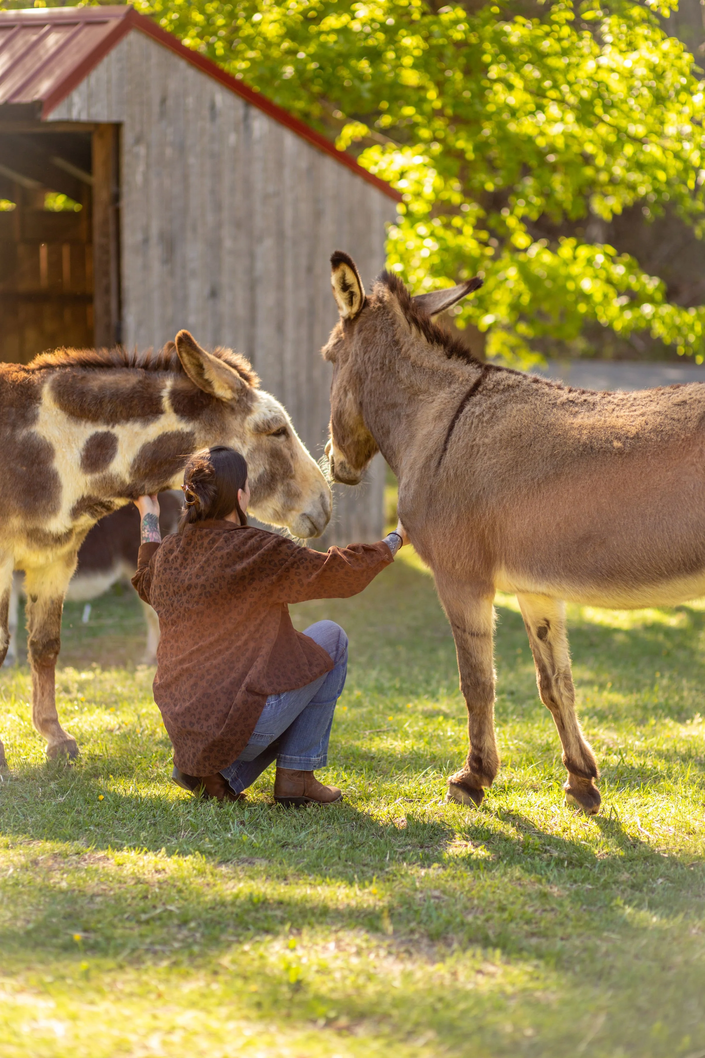 A person crouching on grass talking to two donkeys, with a barn and green trees in the background.