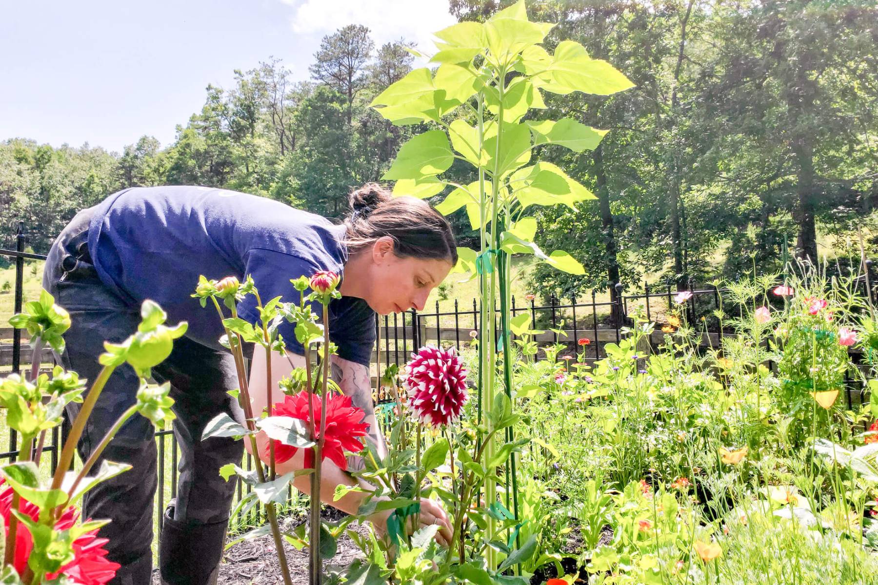 Person with dark hair, wearing a navy shirt, tending to flowers in a lush garden with bright sunlight and a black fence in the background.