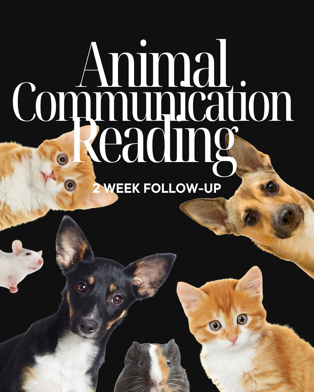 Book cover titled "Mini Animal Reading" with a kitten and a puppy looking at each other on a black background.