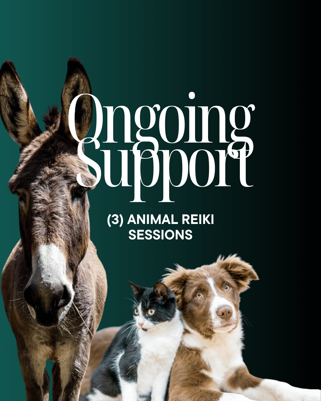 Ongoing Support (3 Animal Reiki Sessions)
