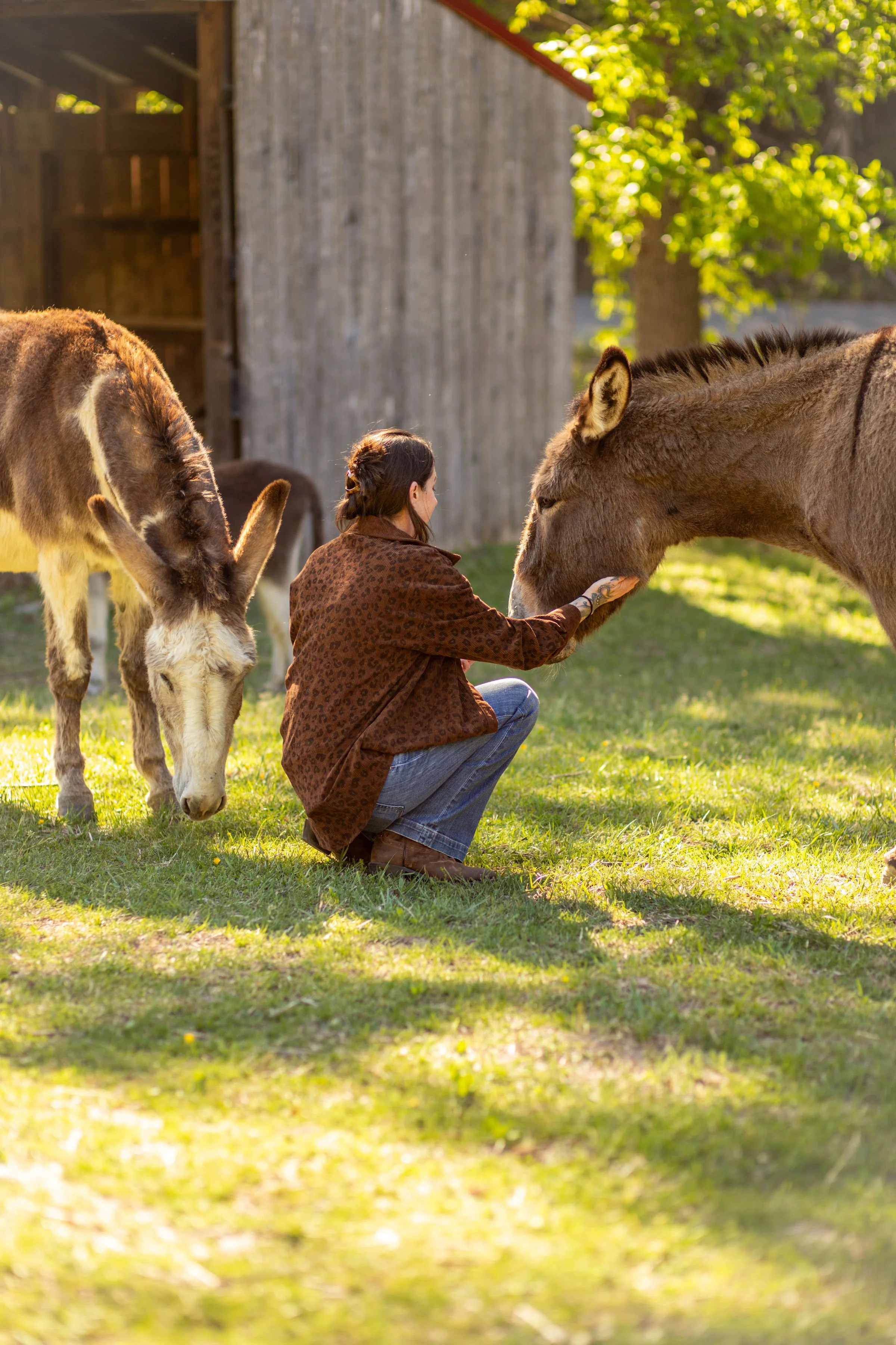 A woman crouching in a grassy area, petting two donkeys, with a wooden barn and trees in the background.