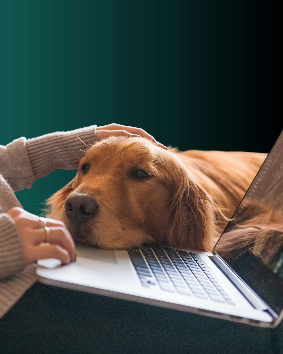 Animal Communication 1:1 Mentorship offering with A golden retriever dog resting its head on a laptop keyboard while a person gently pets its head.