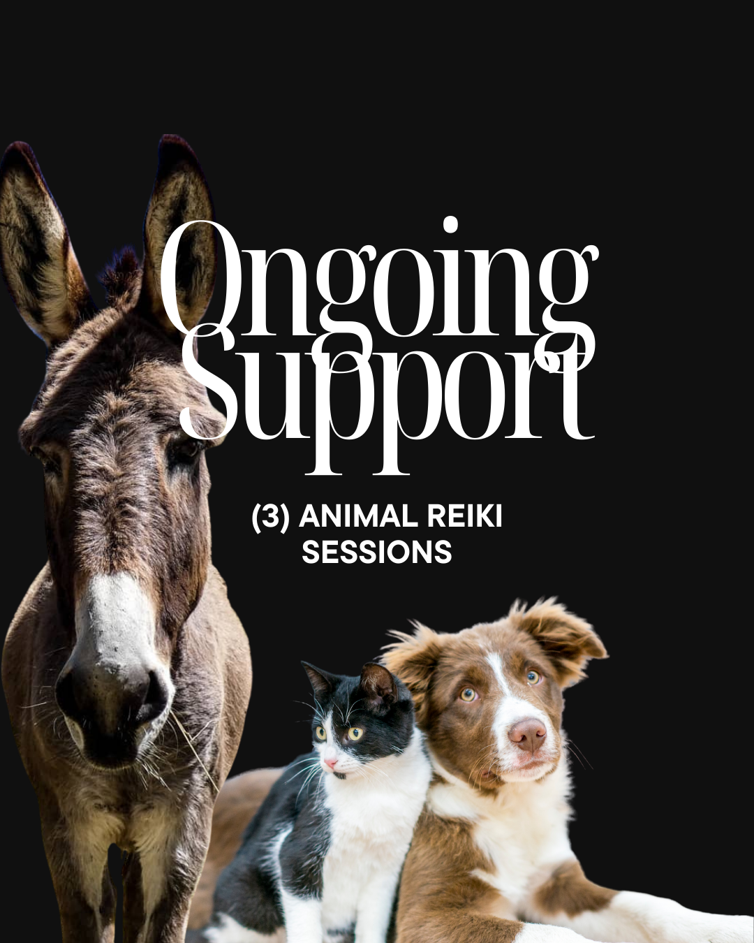 Ongoing Support (3 Animal Reiki Sessions)