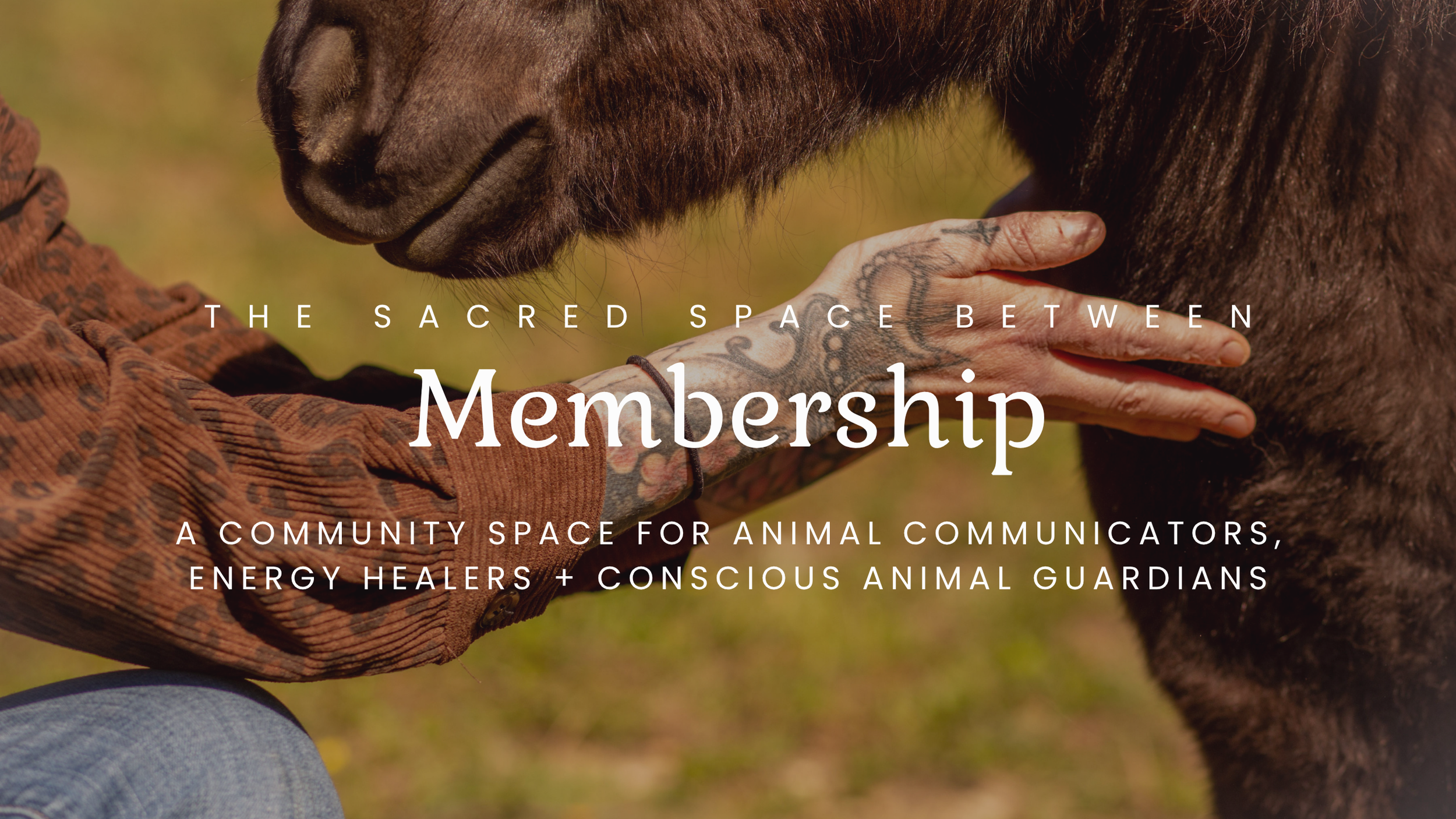 A person with tattoos on their arm reaching out to gently touch the snout of a horse. The text overlay reads 'The sacred space between membership: A community space for animal communicators, energy healers + conscious animal guardians.'