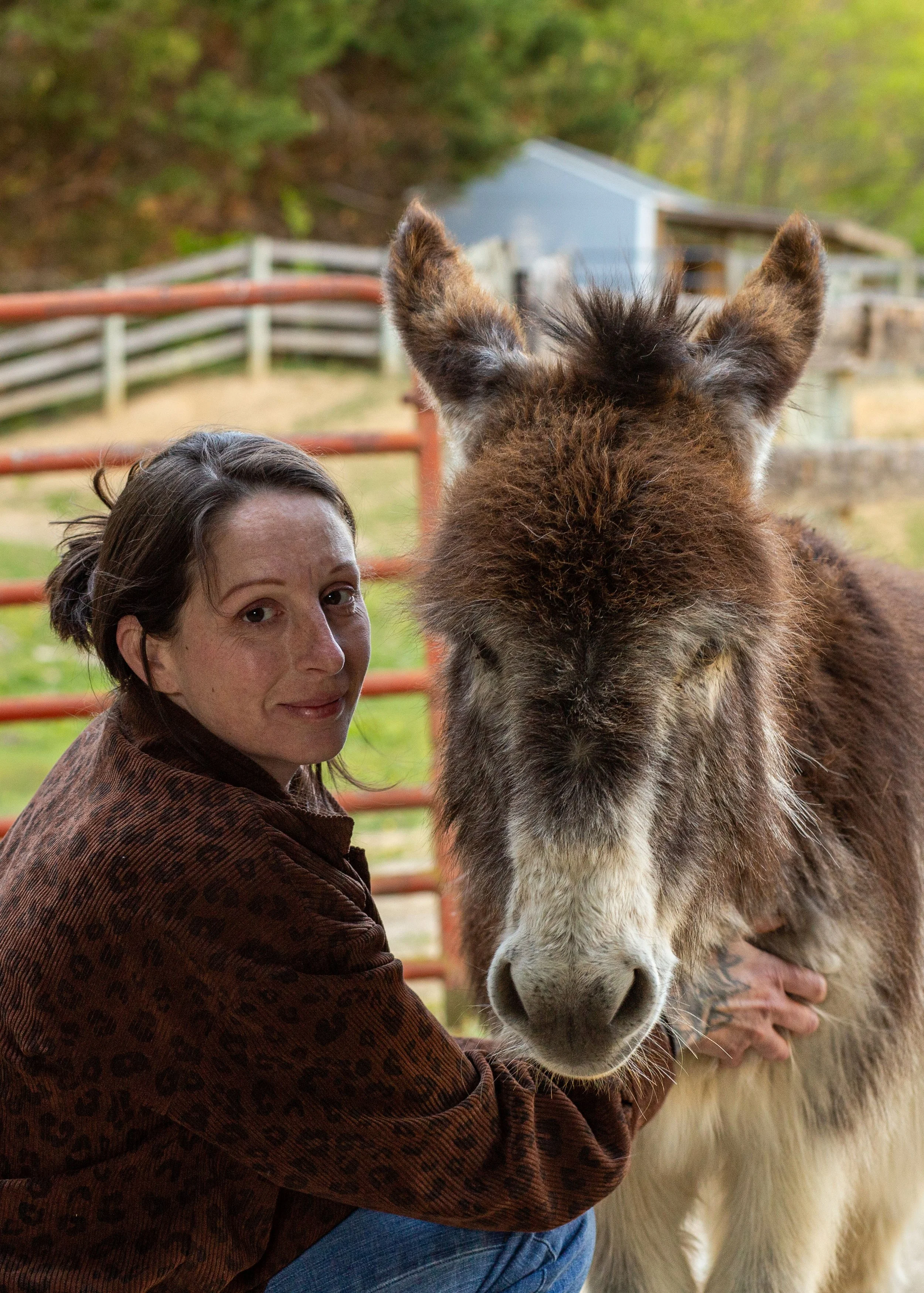 A woman with brown hair wearing a brown patterned jacket is hugging a fluffy donkey. The donkey has a thick coat of brown and white fur, with ears standing upright. The background shows a metal fence, a small building, and trees.