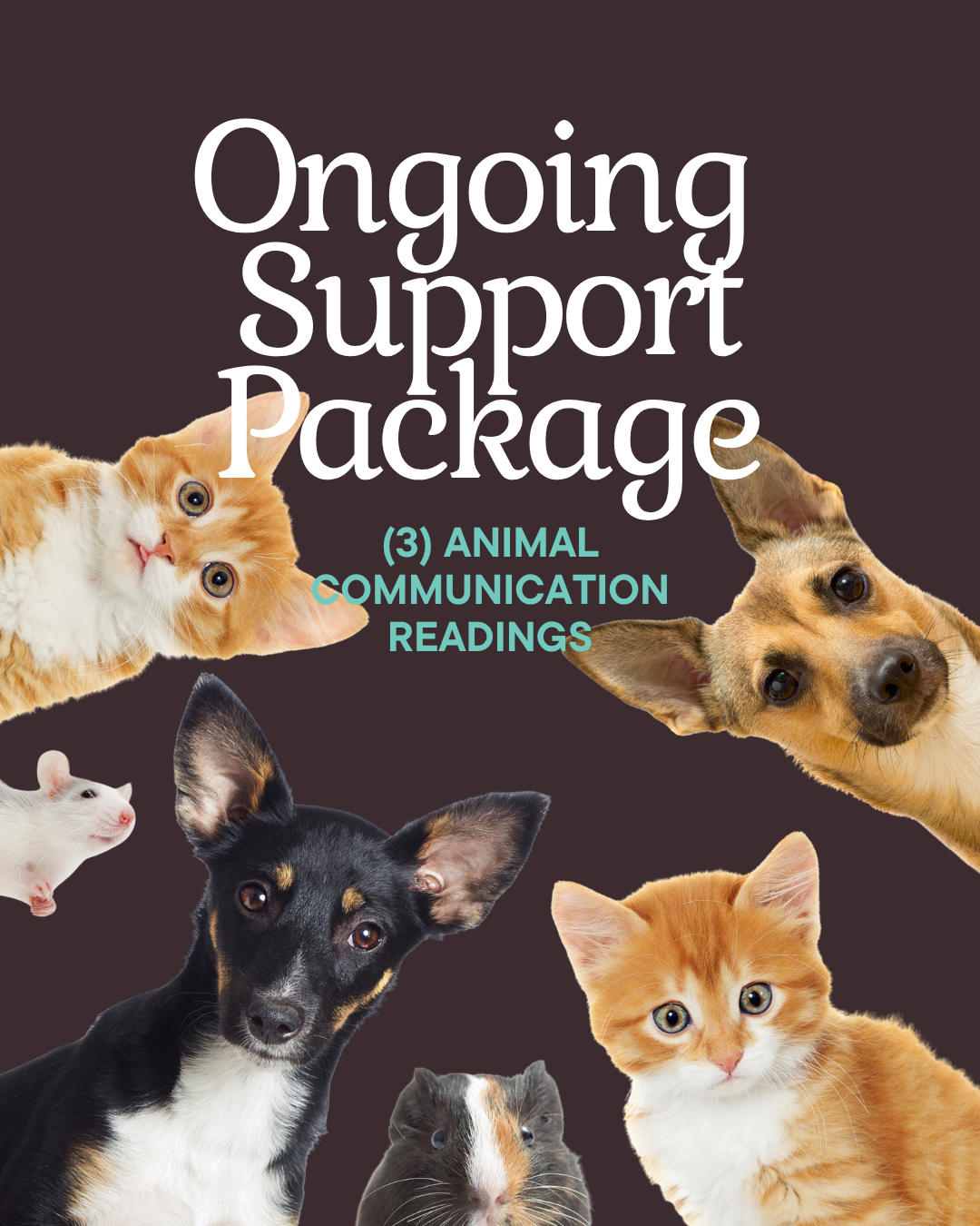 Ongoing Support (3 Animal Communication Sessions)