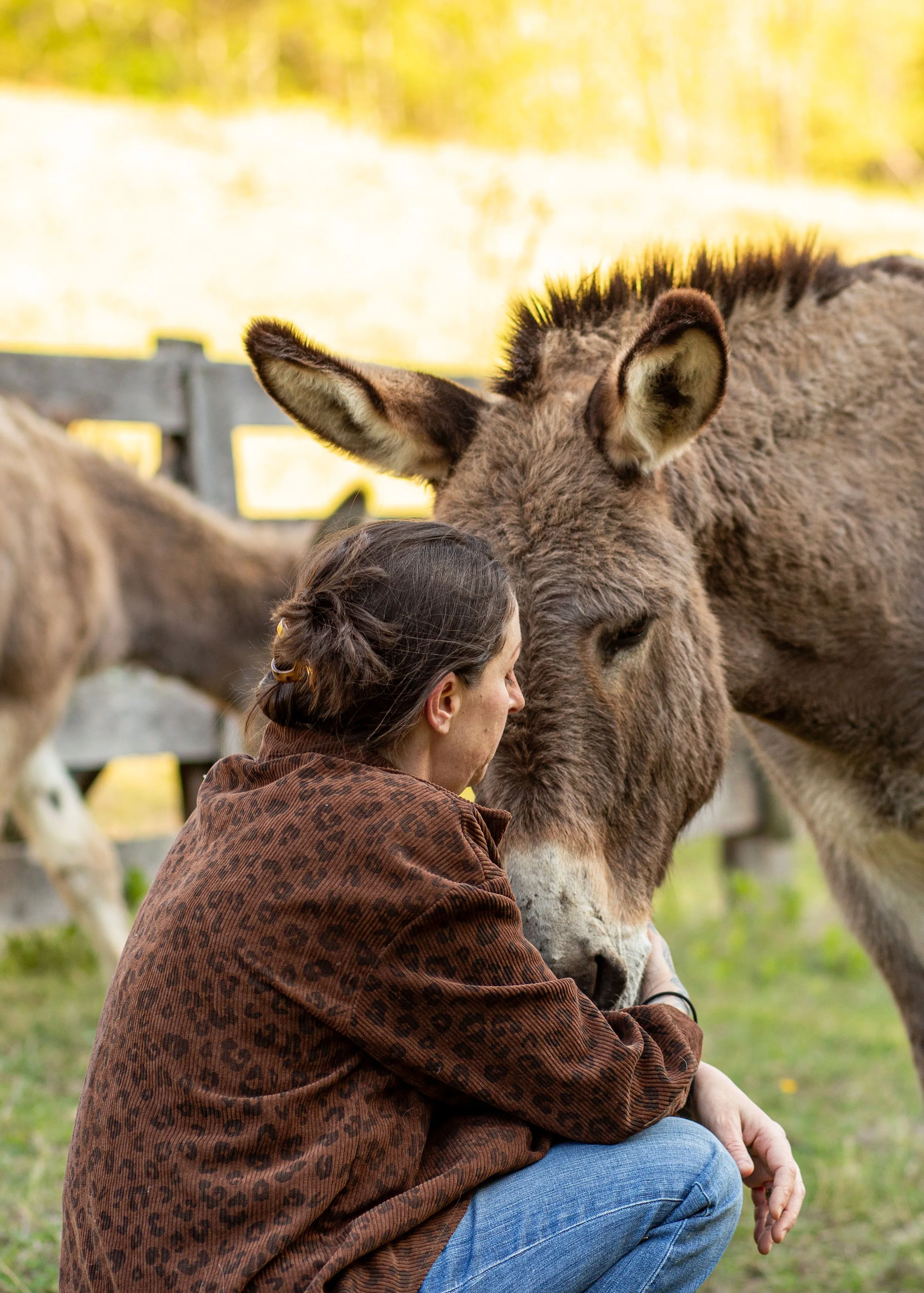 A woman with braided hair, wearing a brown leopard print jacket and blue jeans, crouching down and petting a gray donkey with large ears in a field with a wooden fence and trees in the background.