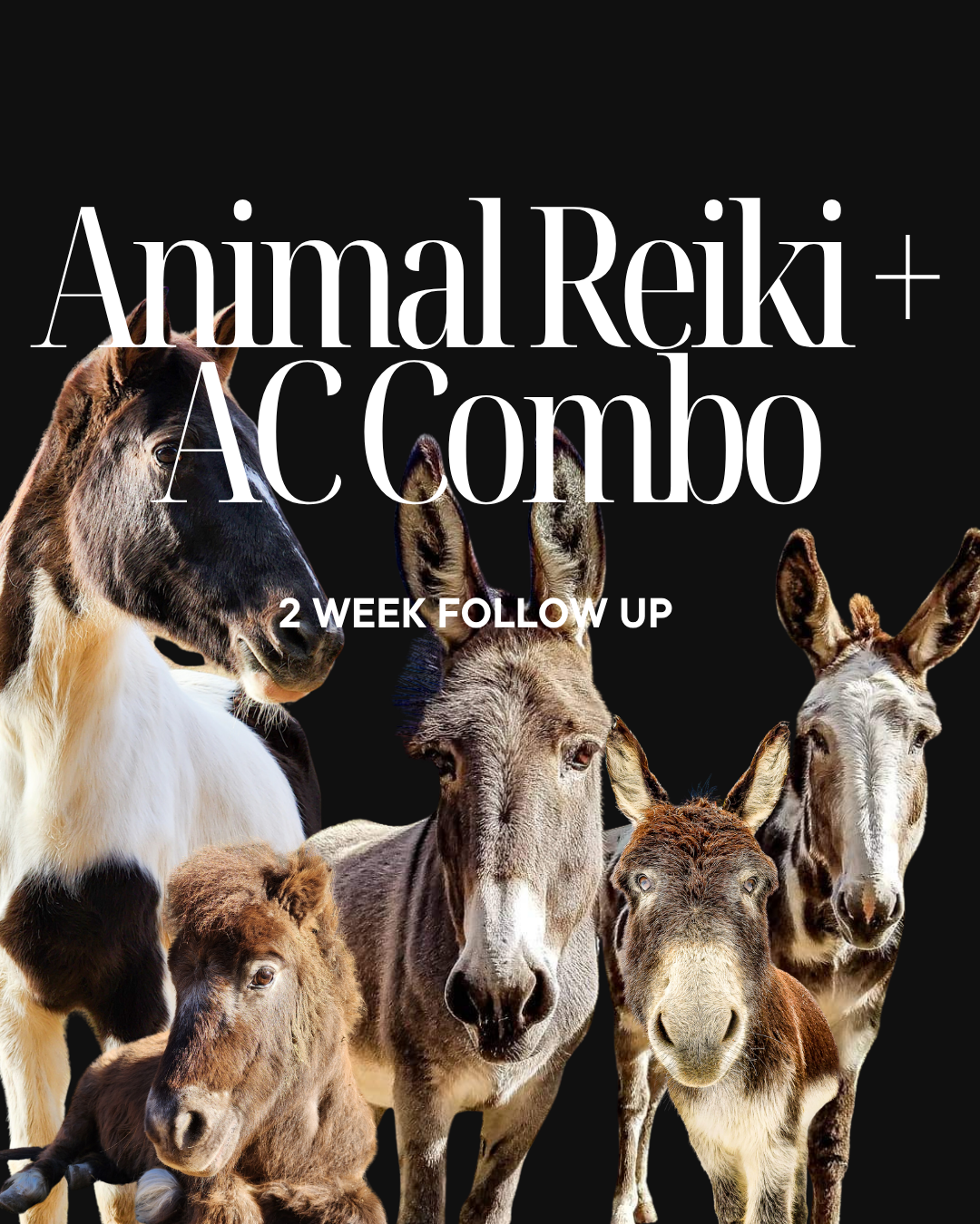 Cover image for animal Reiki and acupressure follow-up program featuring photos of various farm animals on a black background.