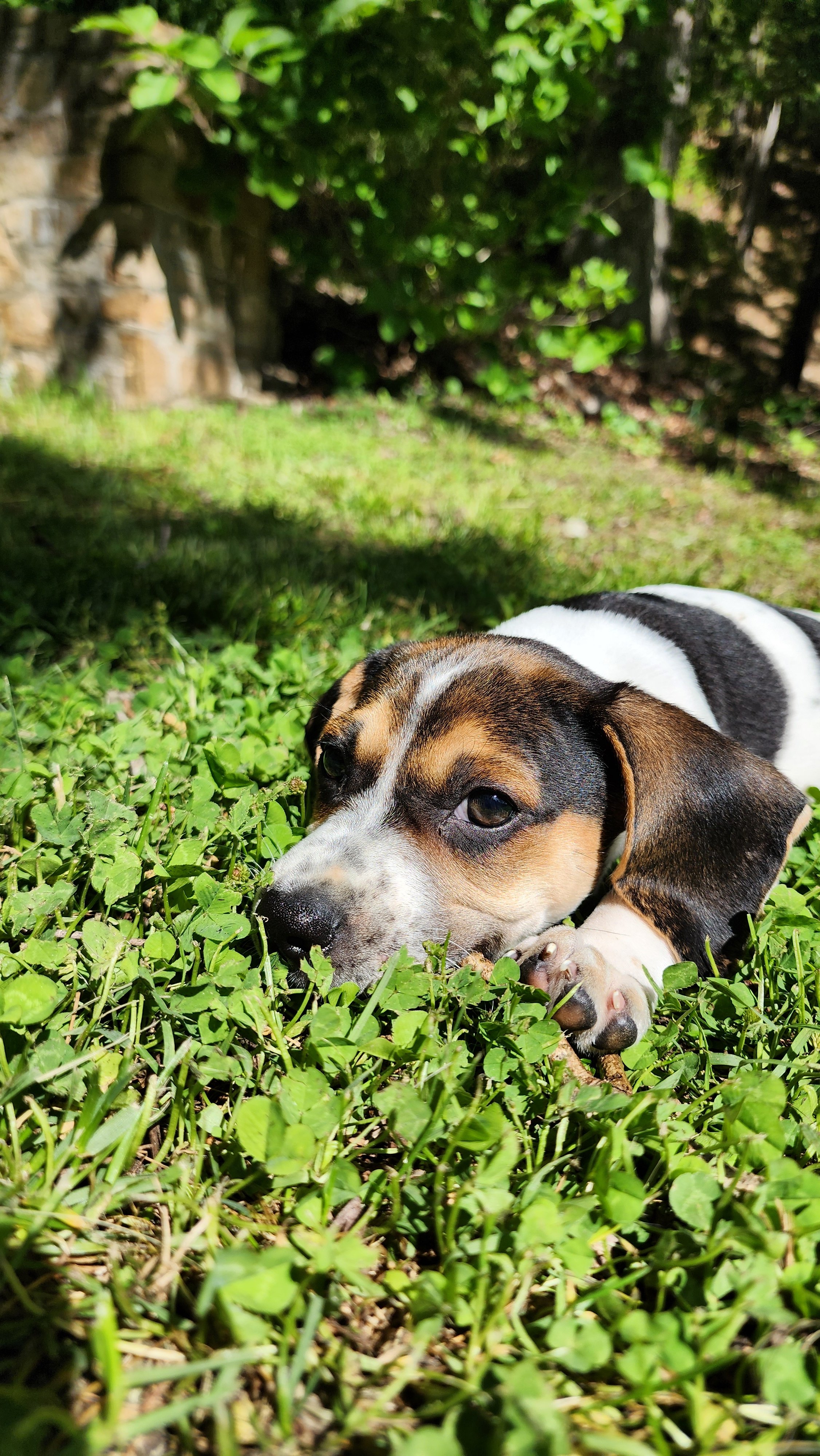 A small dog with black, brown, and white fur lying on green grass, resting its head and eyes on the ground with a background of trees and bushes.