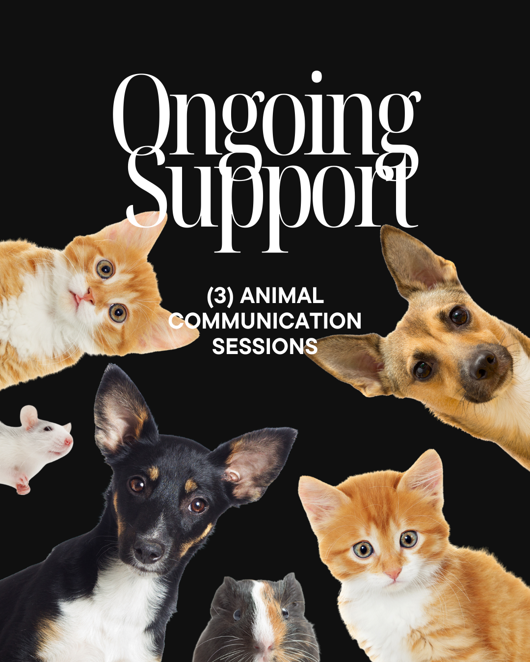 Ongoing Support (3 Animal Communication Sessions)