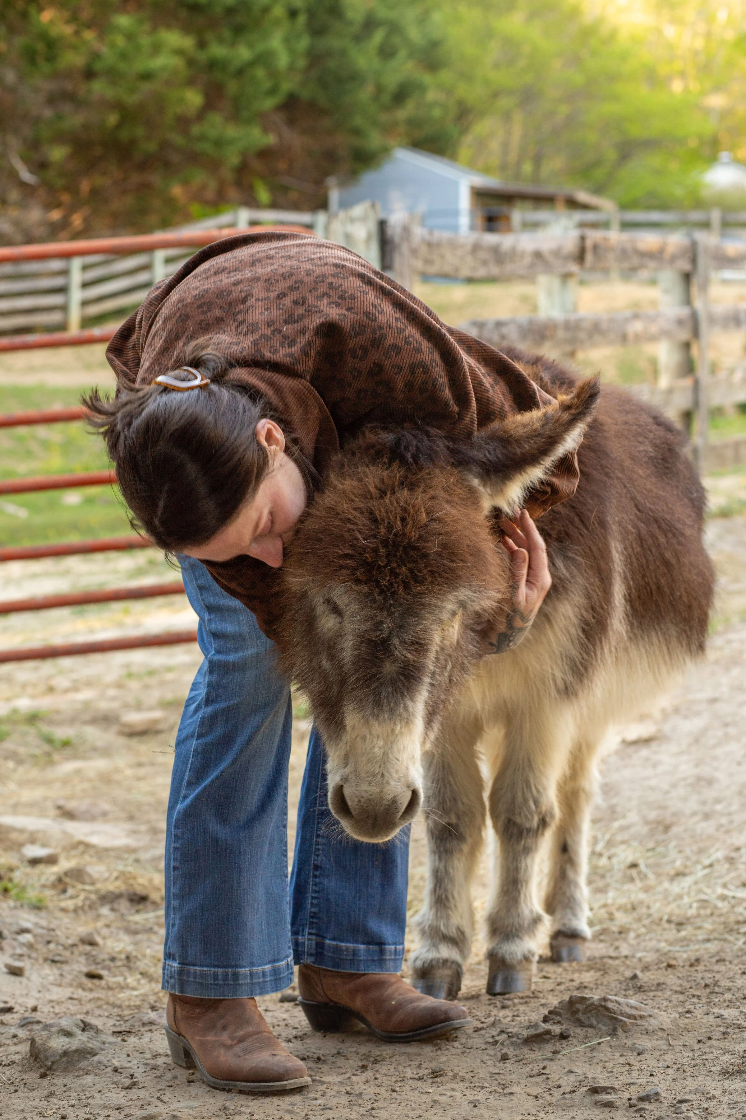 Person hugging a donkey in a rural outdoor setting with wooden fencing and trees in the background.