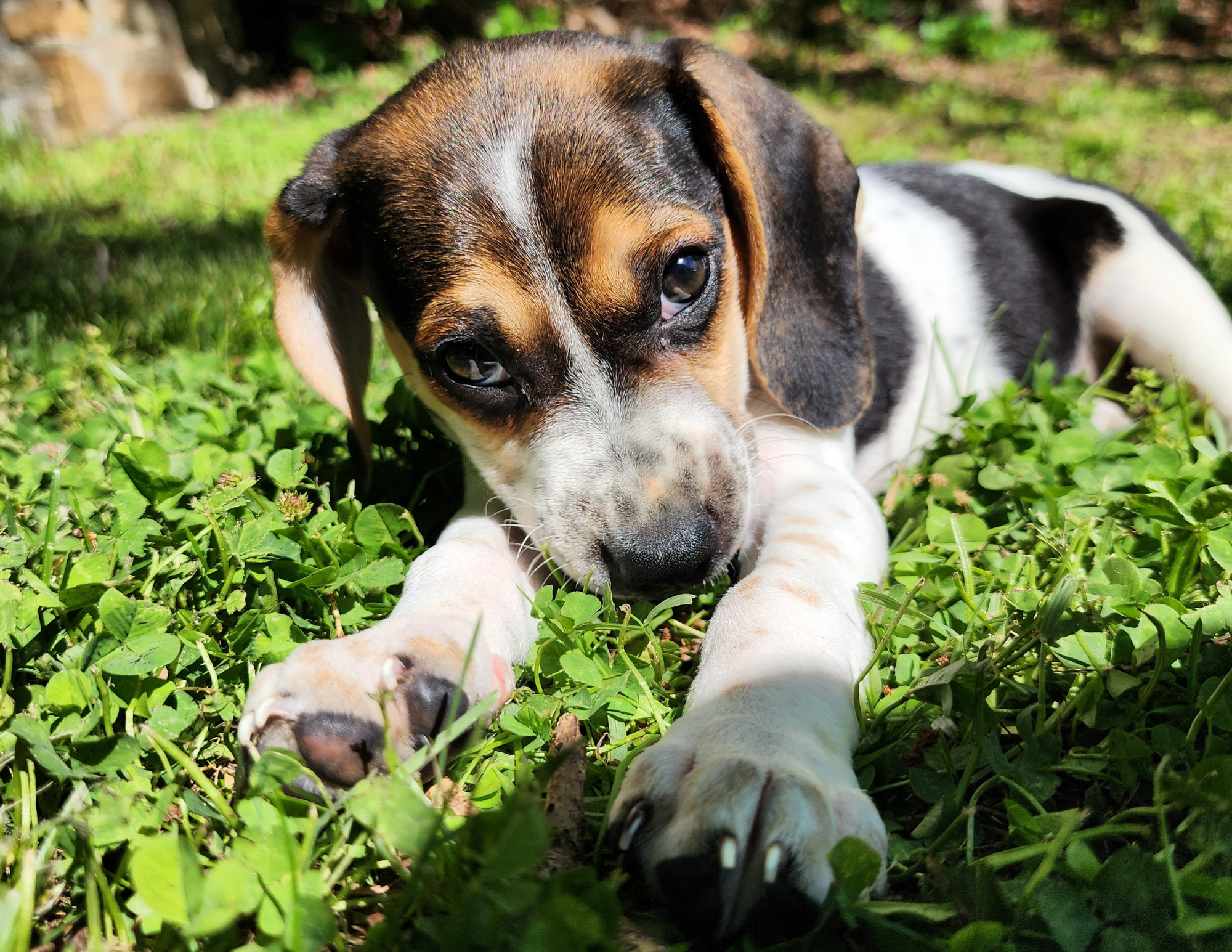 Rosie