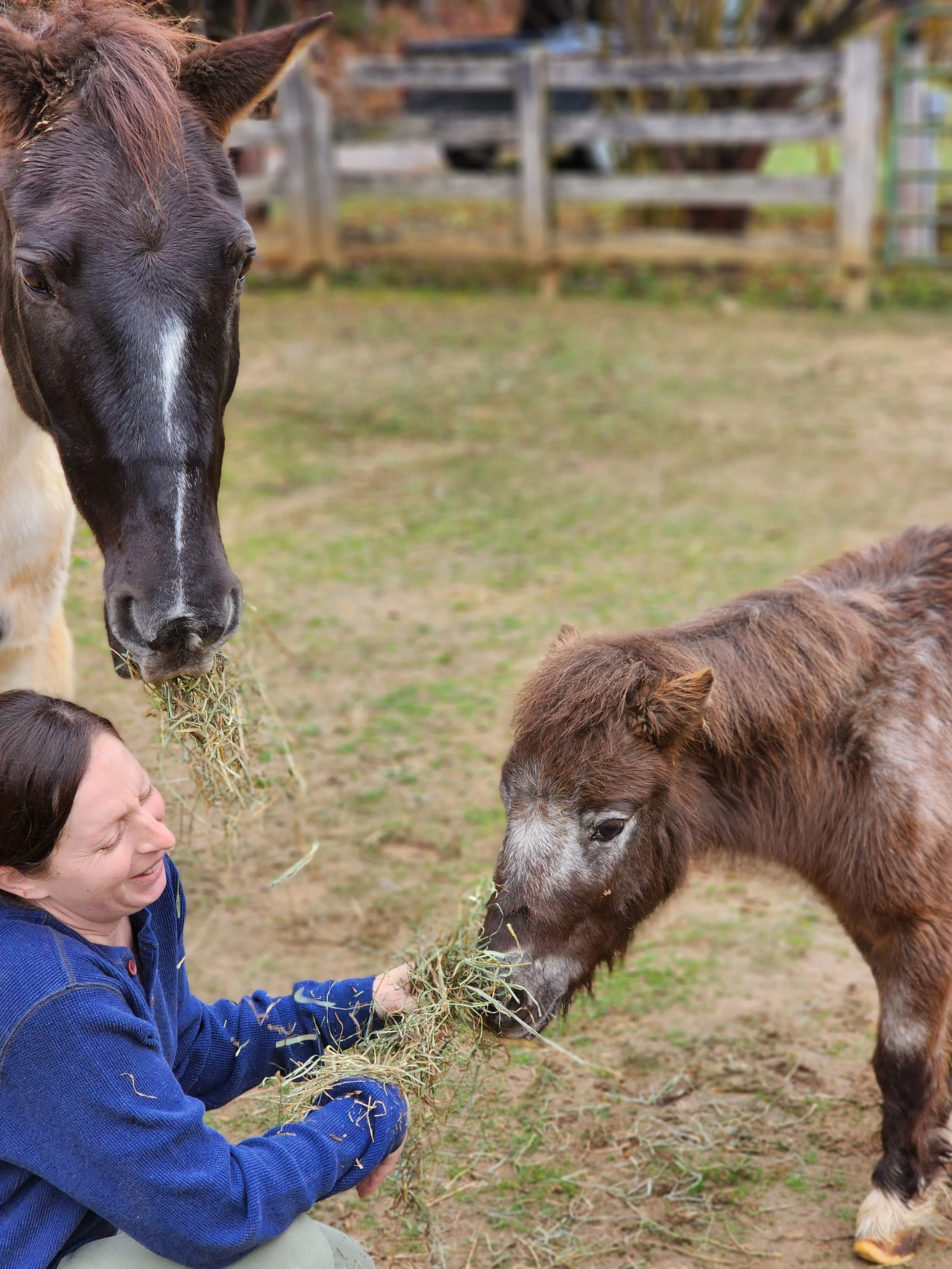 A woman kneeling down and smiling while feeding hay to two small horses in a fenced outdoor area.