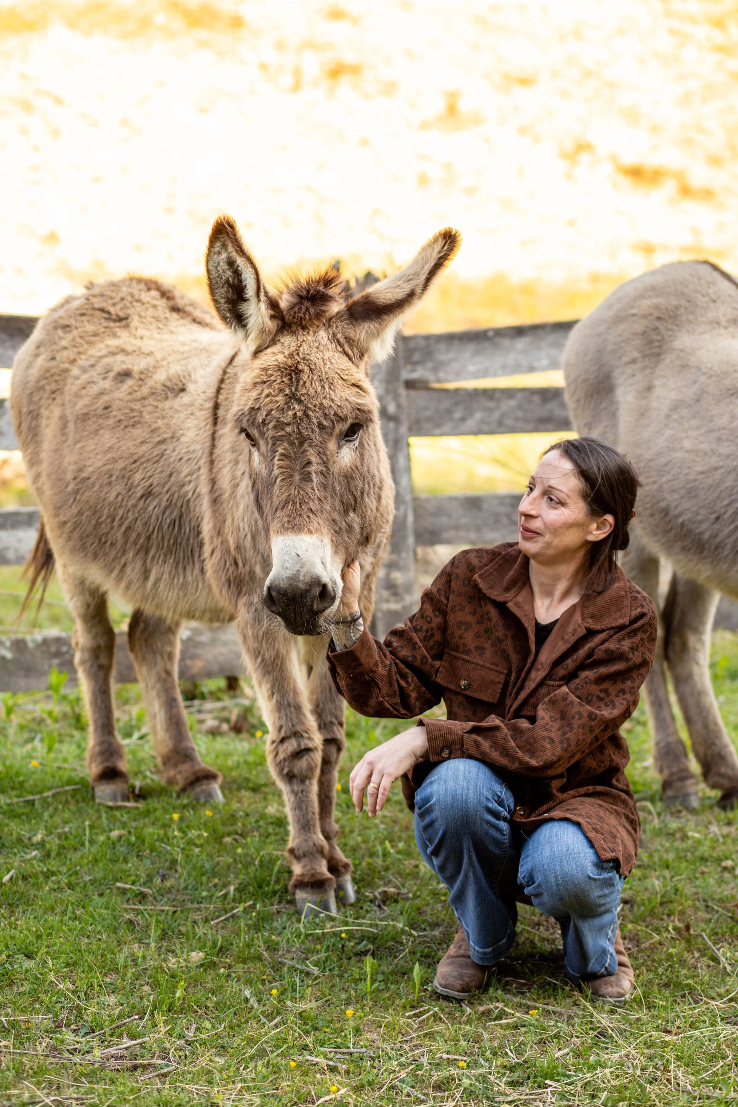 A woman kneeling on the grass petting a donkey, with another donkey in the background, in a farm setting with a wooden fence and yellow sky.