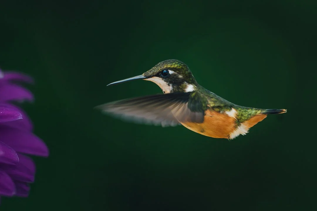 Fotografiar colibríes: precisión, paciencia y algo de suerte.