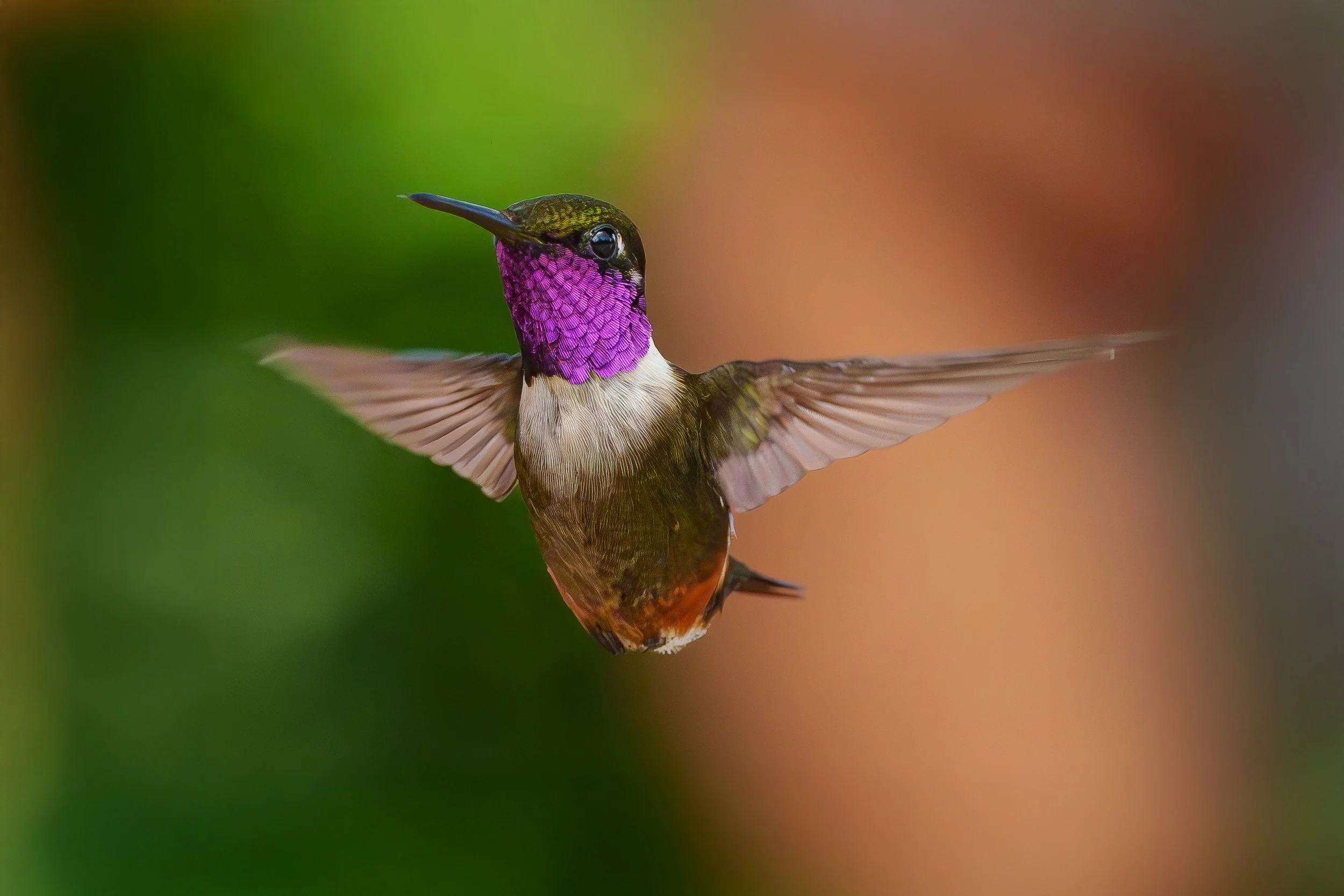 Aves en Mindo