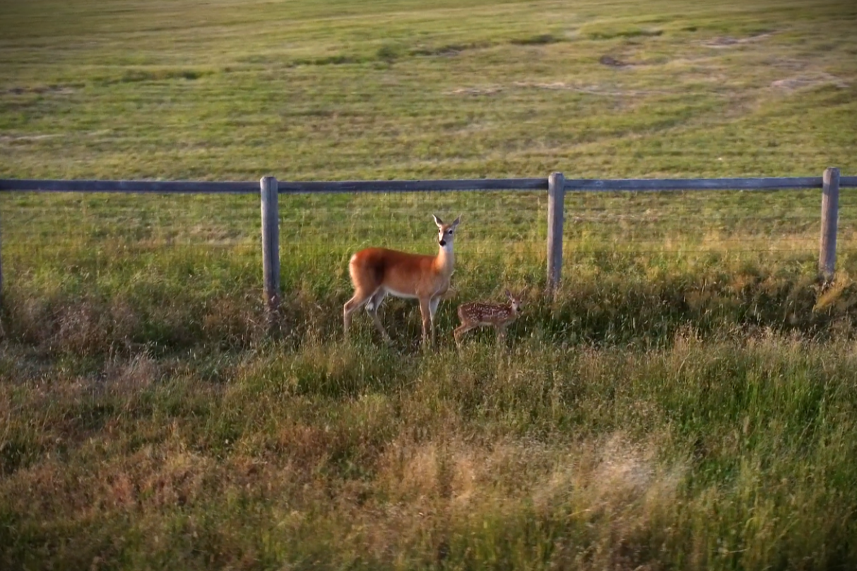 Wildlife_Surveys.png