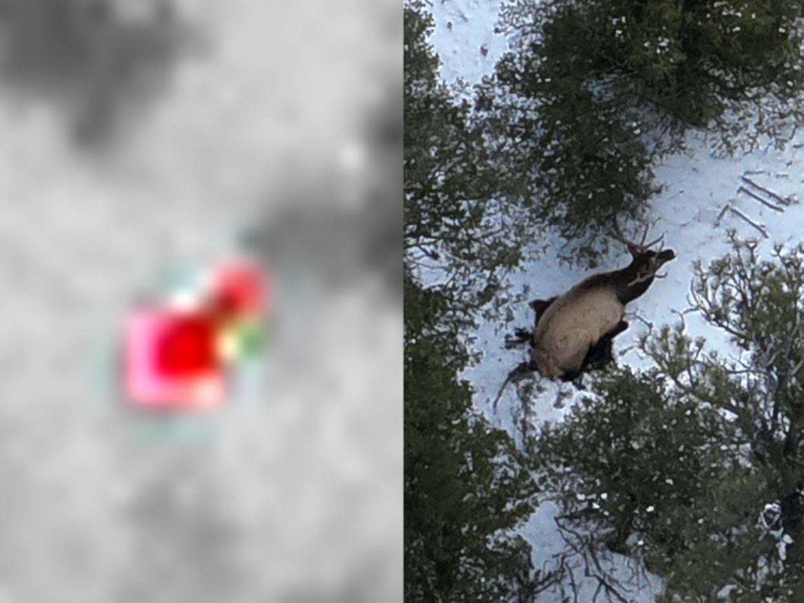 Carcass Recovery.png