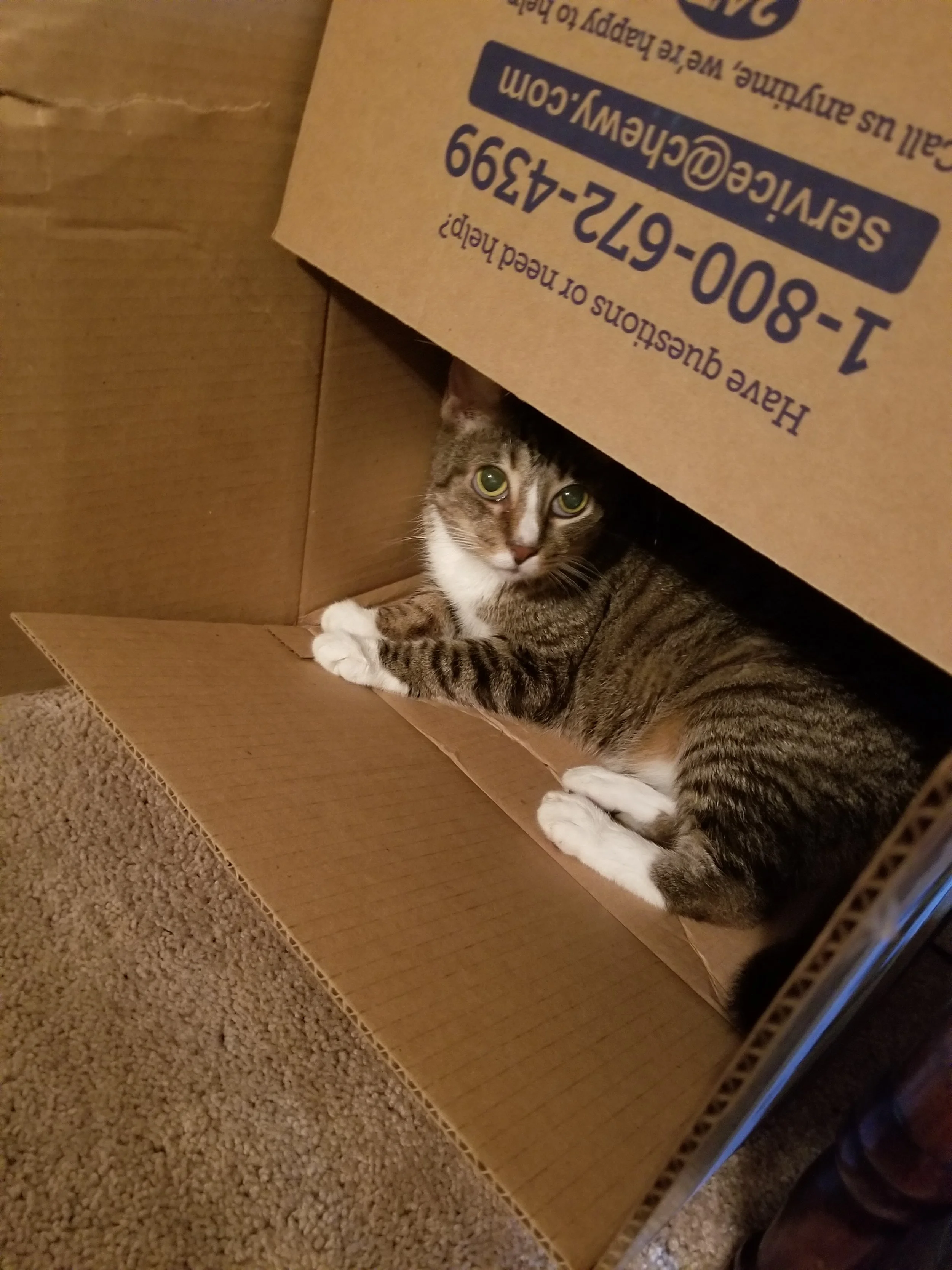 Tabby cat with white paws in a box.