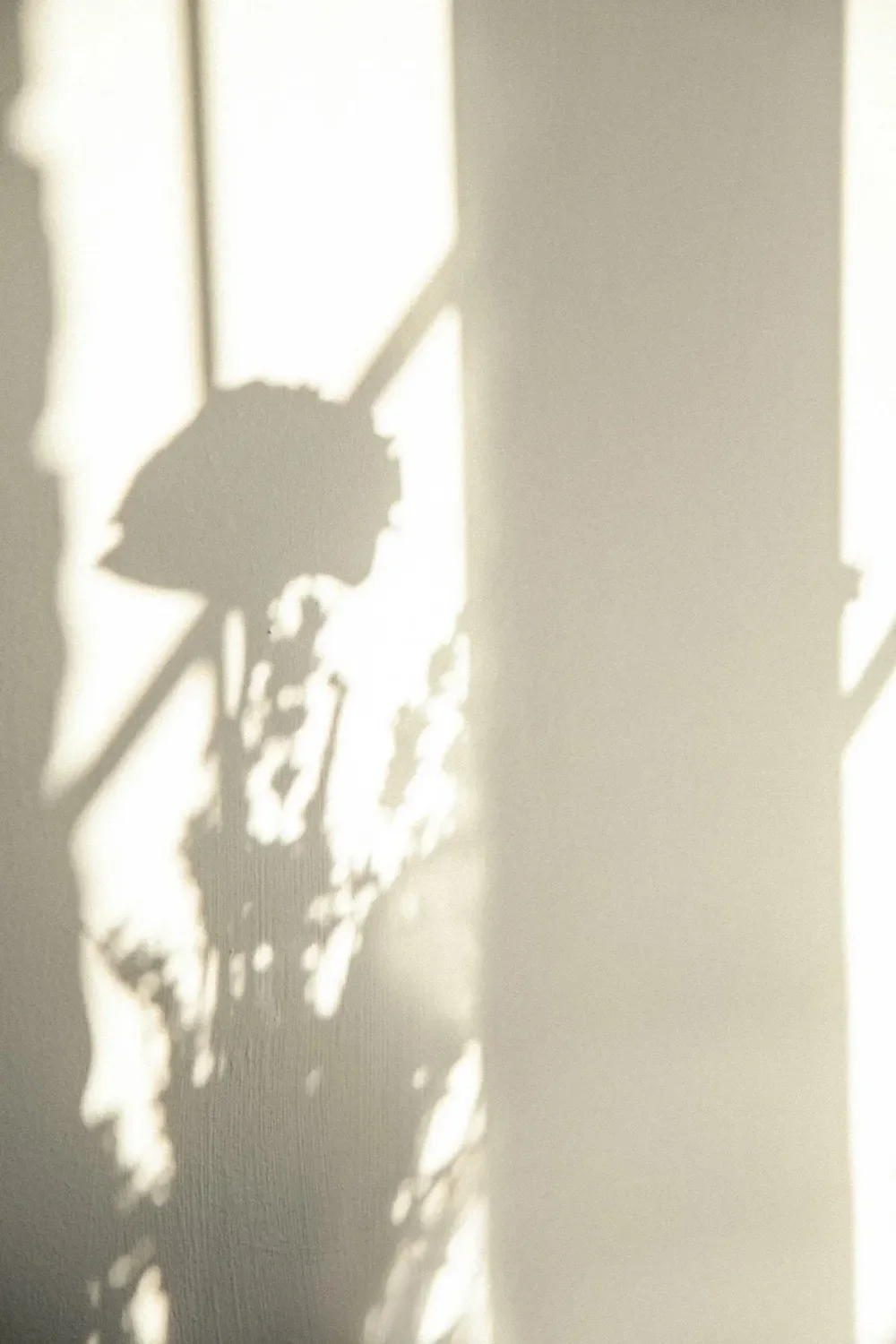 shadow on wall of flower in window.