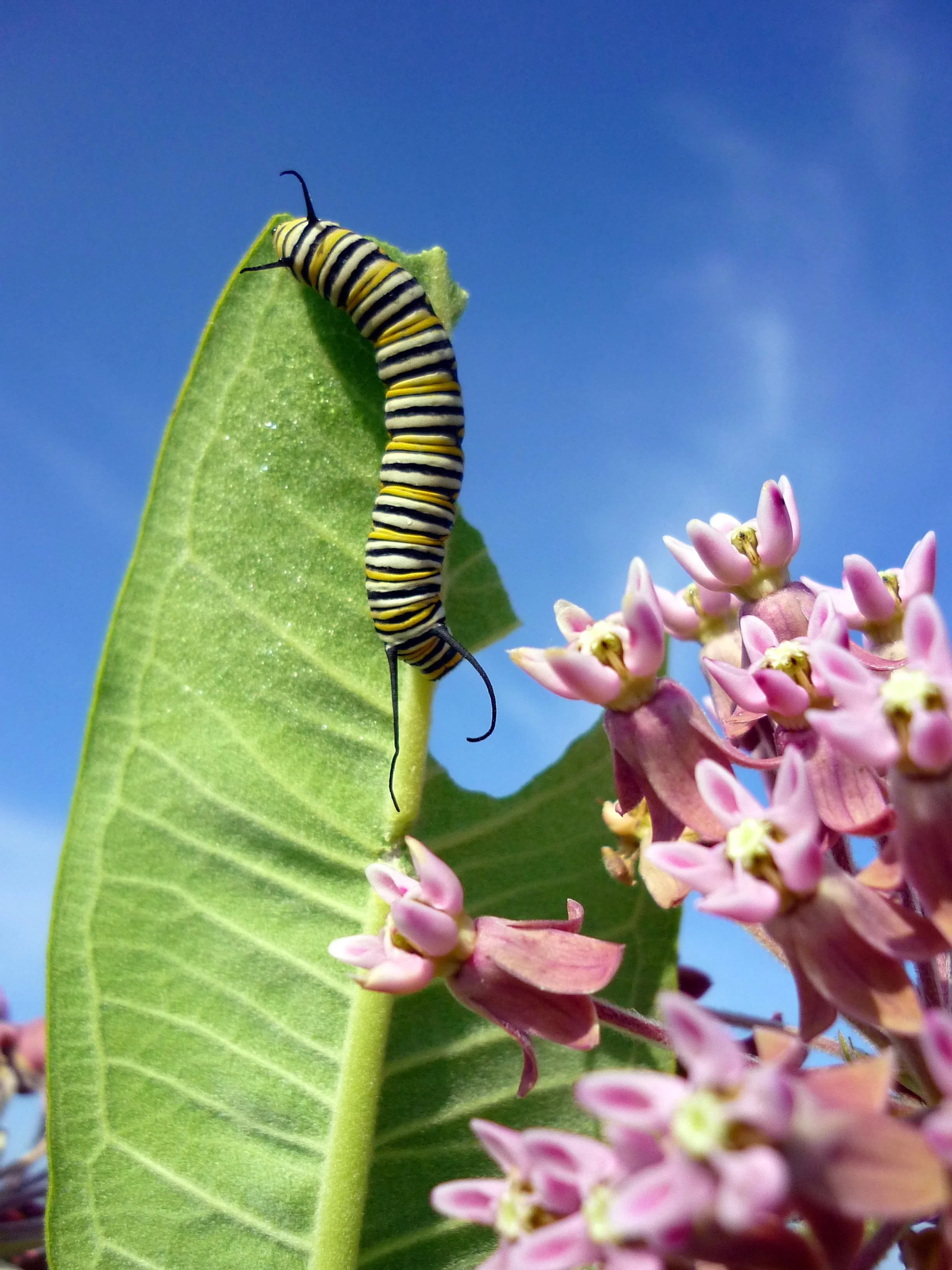 Monarch Caterpillar on Common Milkweed (1).jpg
