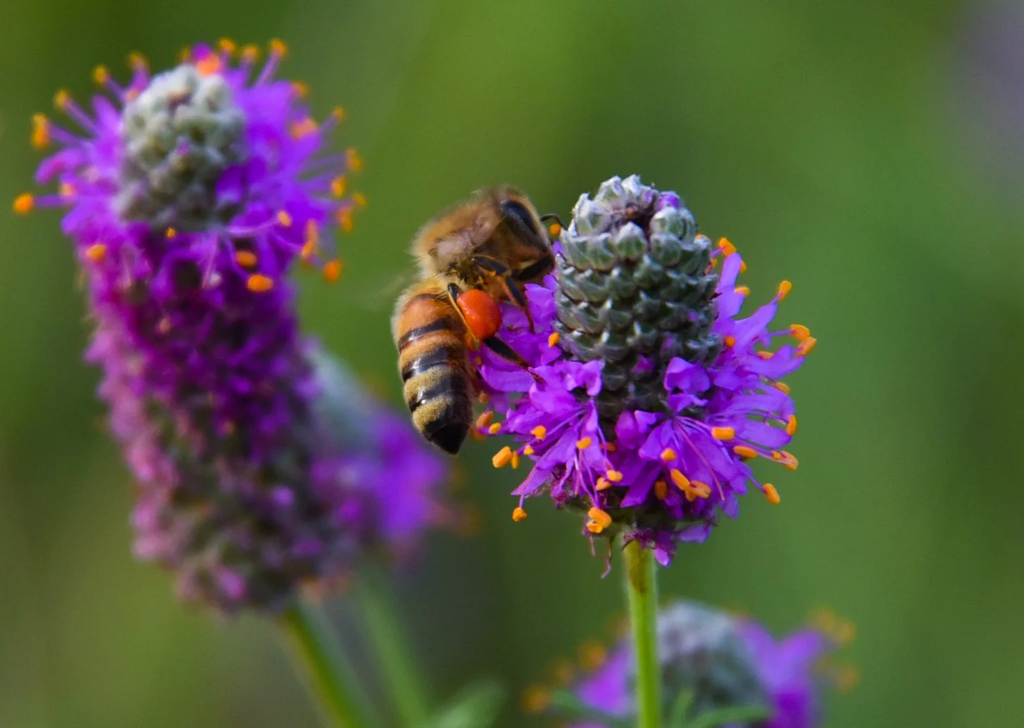 Honey Bee on PPC.jpg