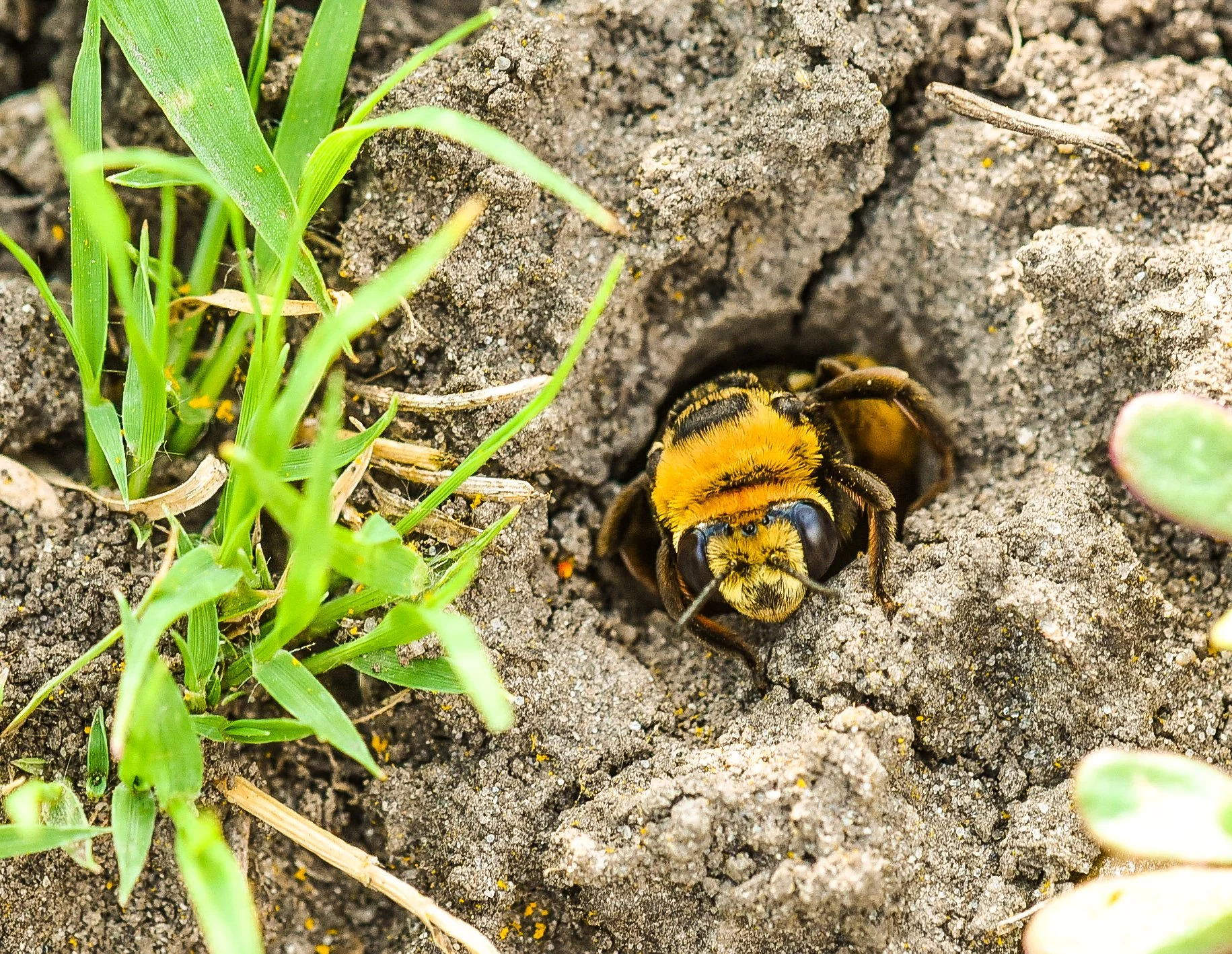 Ground Nesting Bees (1).jpg