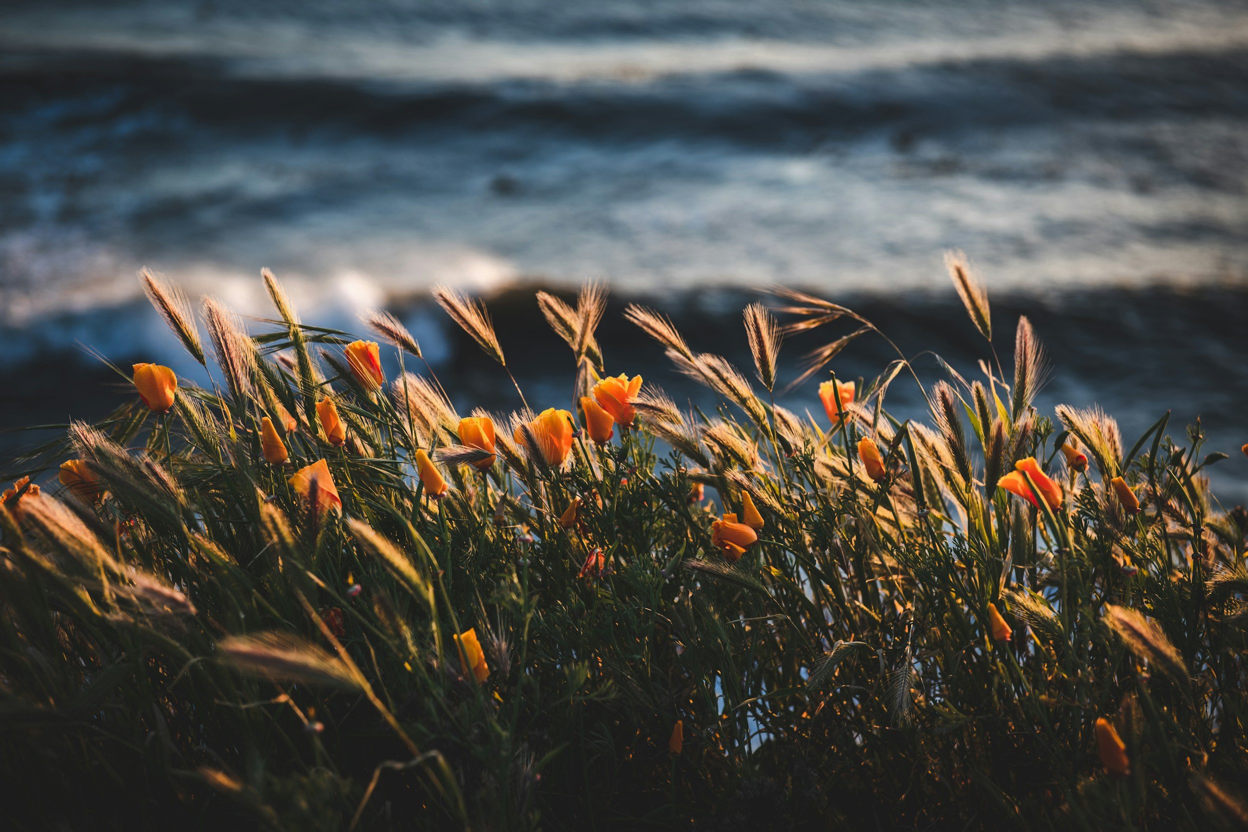 unsplash-image-aiJ0R0oRtak.jpg