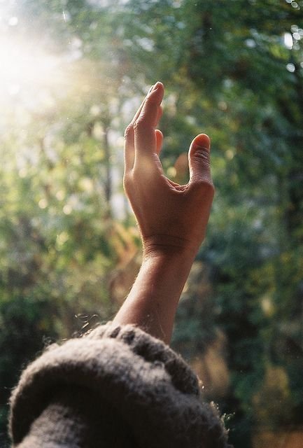 A person's hand reaching towards the sunlight through a tree in a forest setting.