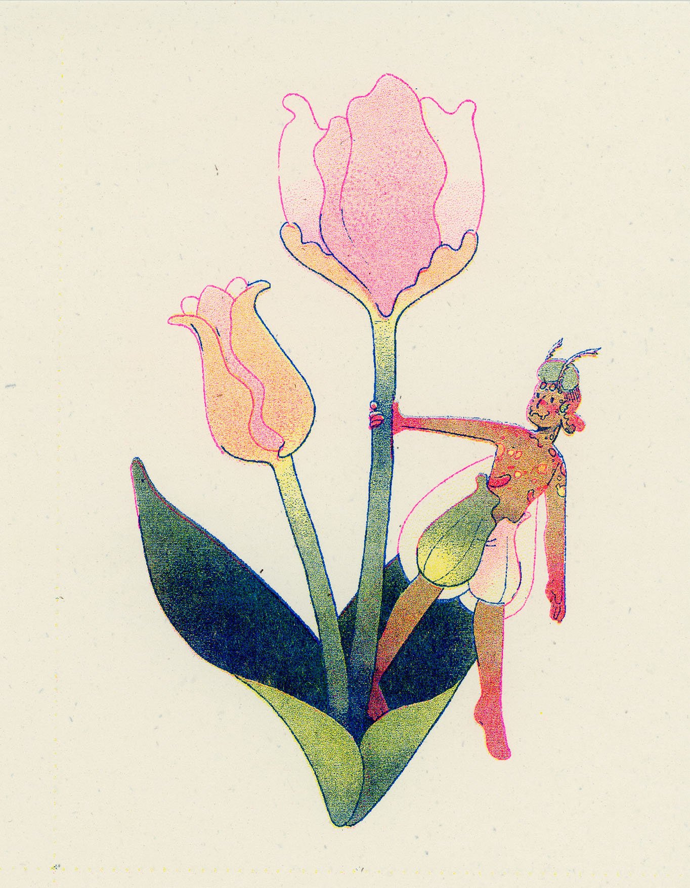 tulip.jpg