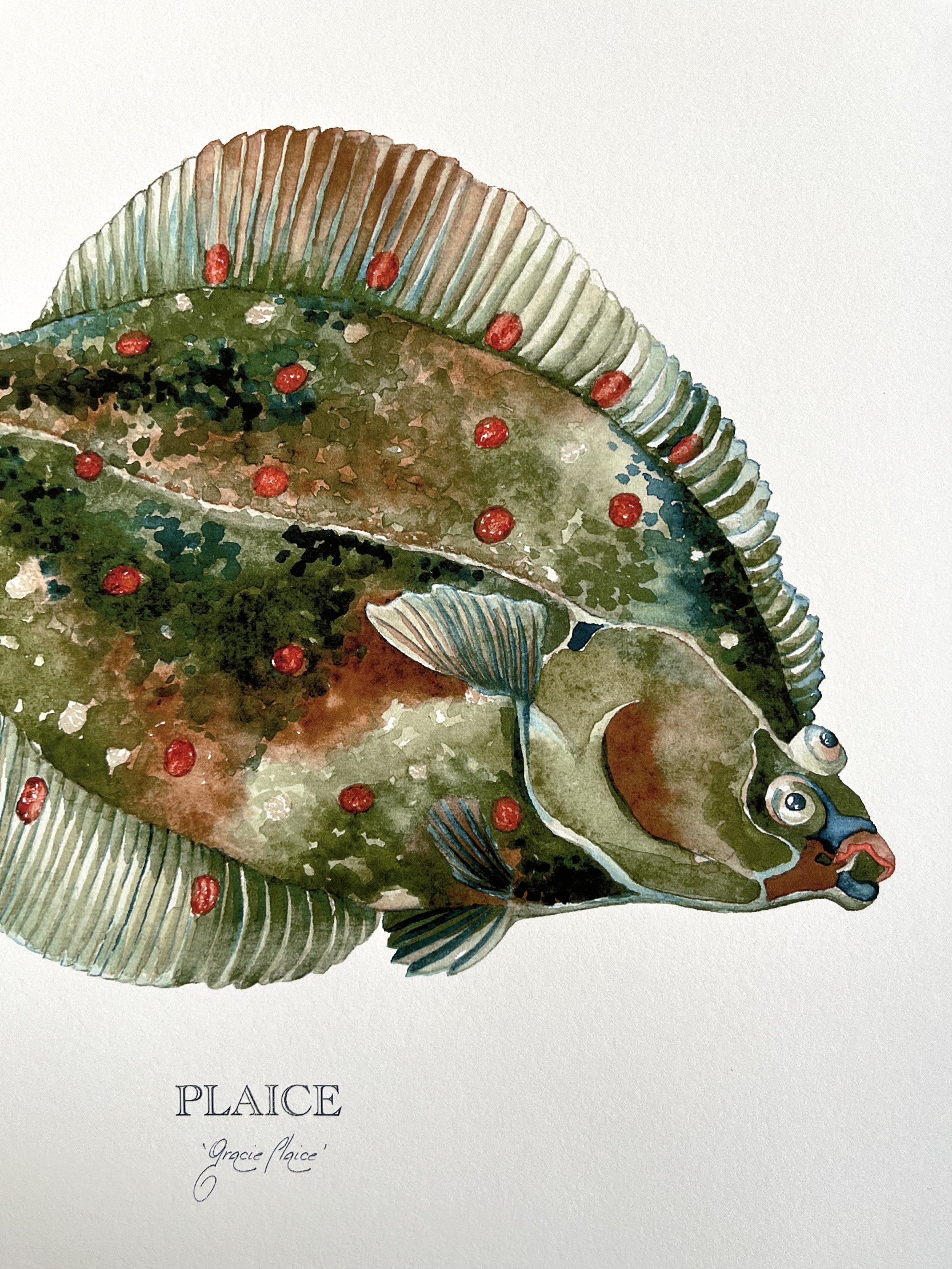 plaice-giclée-limited-edition-print-detail-vanna-paabor.jpeg
