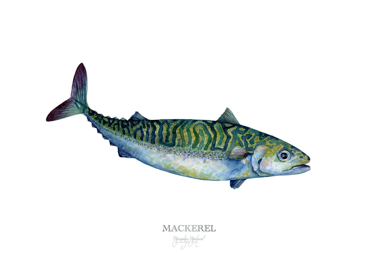Macaulay Mackerel 

This nourishing, beautifully marked fish is a vital food source for whales, dolphins and tuna.

I love this fish but overfishing of mackerel is a problem. In 2023, The Marine Conservation Society moved the fish from green to amber