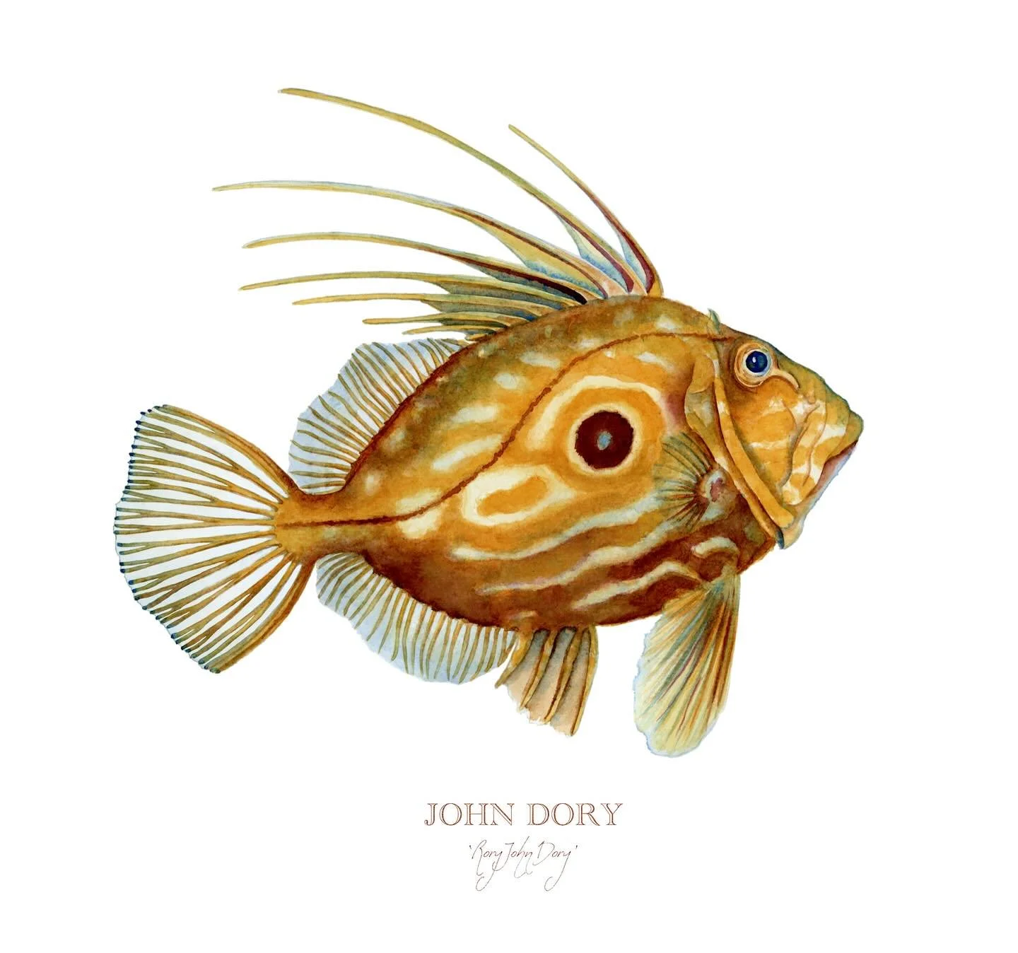 John Dory - the famous poet? 

In a survey commissioned by the Marine Stewardship Council, 12% of respondents thought that John Dory was a famous poet. 

I would love to know what this solitary, Mohawk finned fish has to say - I feel like it would be