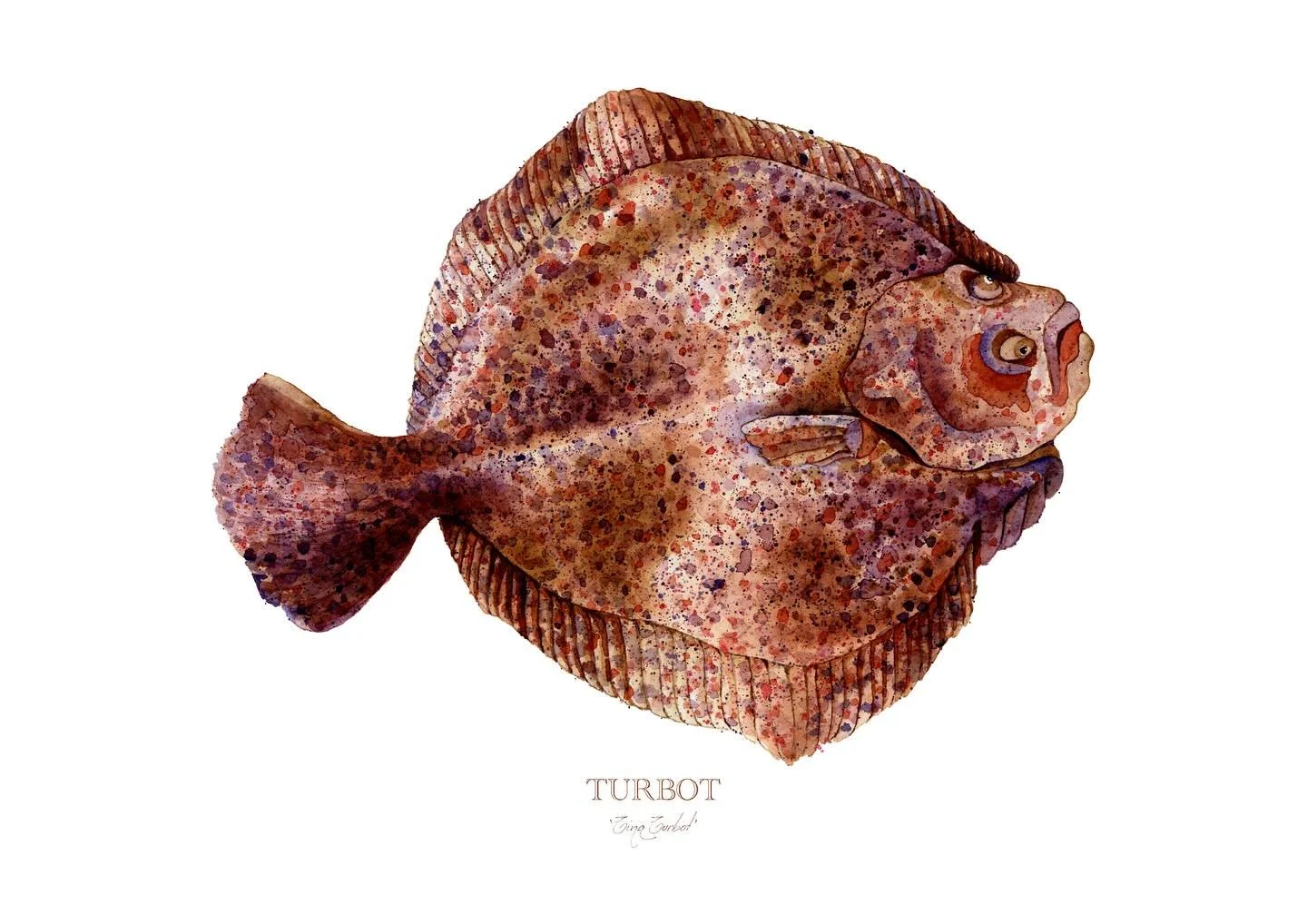 Meet Tina Turbot
 Originally illustrated for a bespoke chef uniform commissioned by The Fishmongers&rsquo; Company.
 Now available as a Limited Edition Gicl&eacute;e Pigment print &mdash; A3, A4, and A5 &mdash; on 100% cotton archival paper.
 Find he