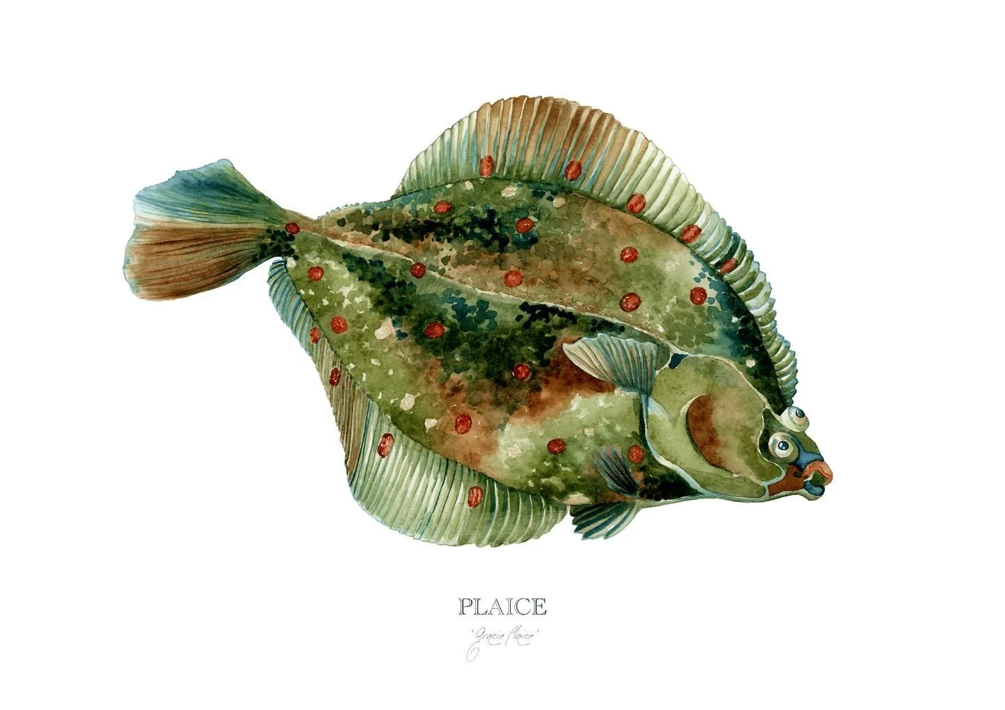 Gracie Plaice 

Chromatic and camouflaged, she&rsquo;s tricky to spot. 

Flatfish undergo a curious metamorphosis. Born symmetrical, their eyes eventually migrate to one side. Plaice are right-eyed; Turbot are left-eyed. Perfectly suited to gaze into
