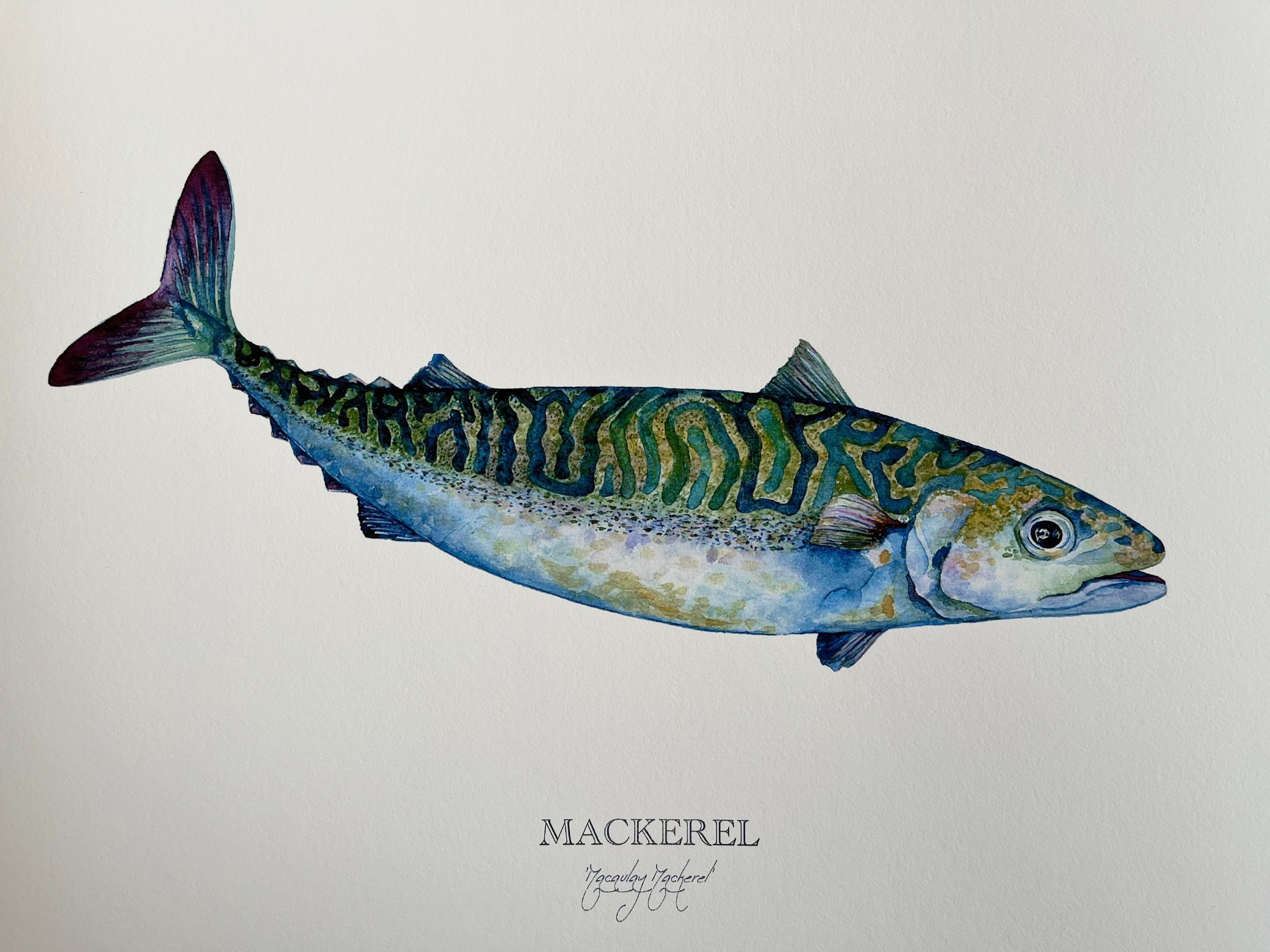 mackerel-gicle%CC%81e-limited-edition-print-image-vanna-paabor.jpg