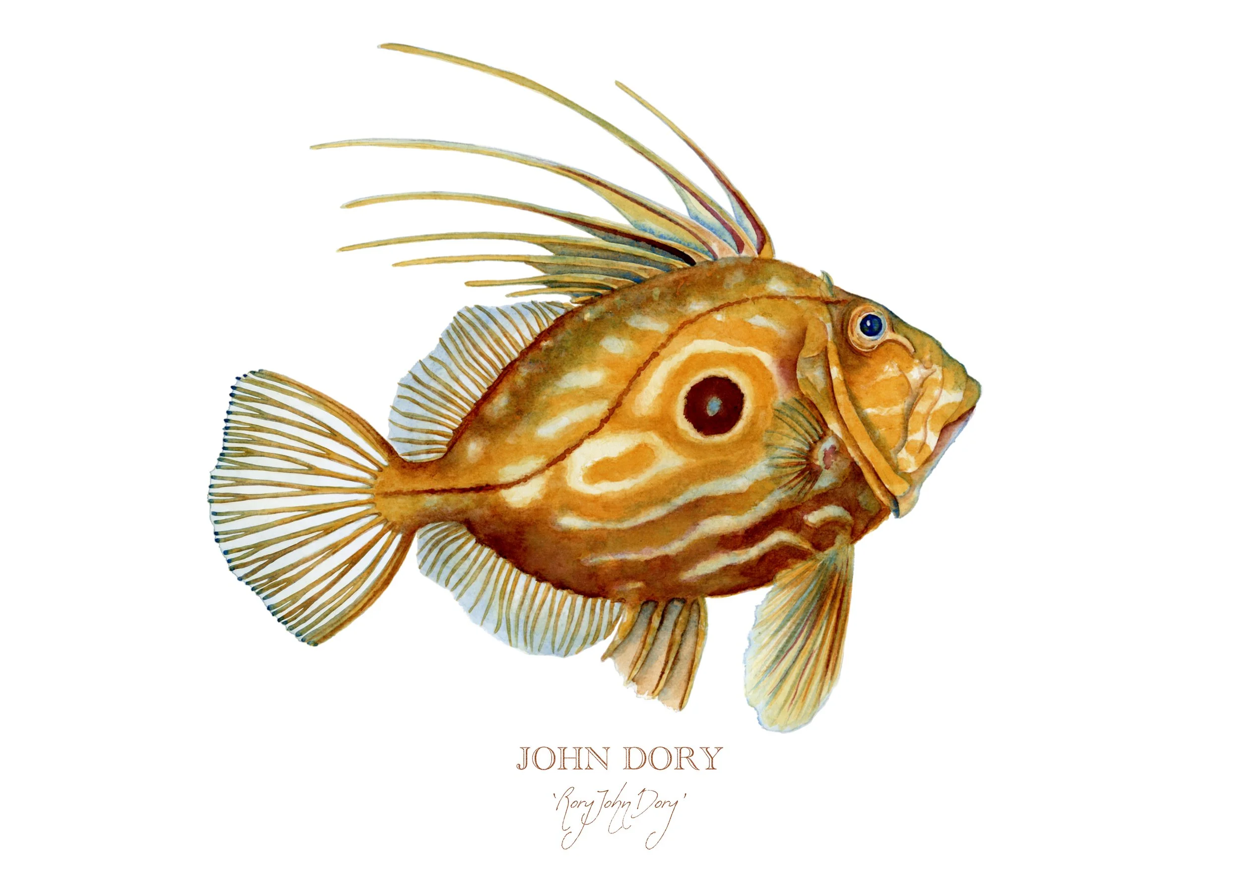 john-dory-giclée-limited-edition-print-vanna-paabor-A4.jpeg