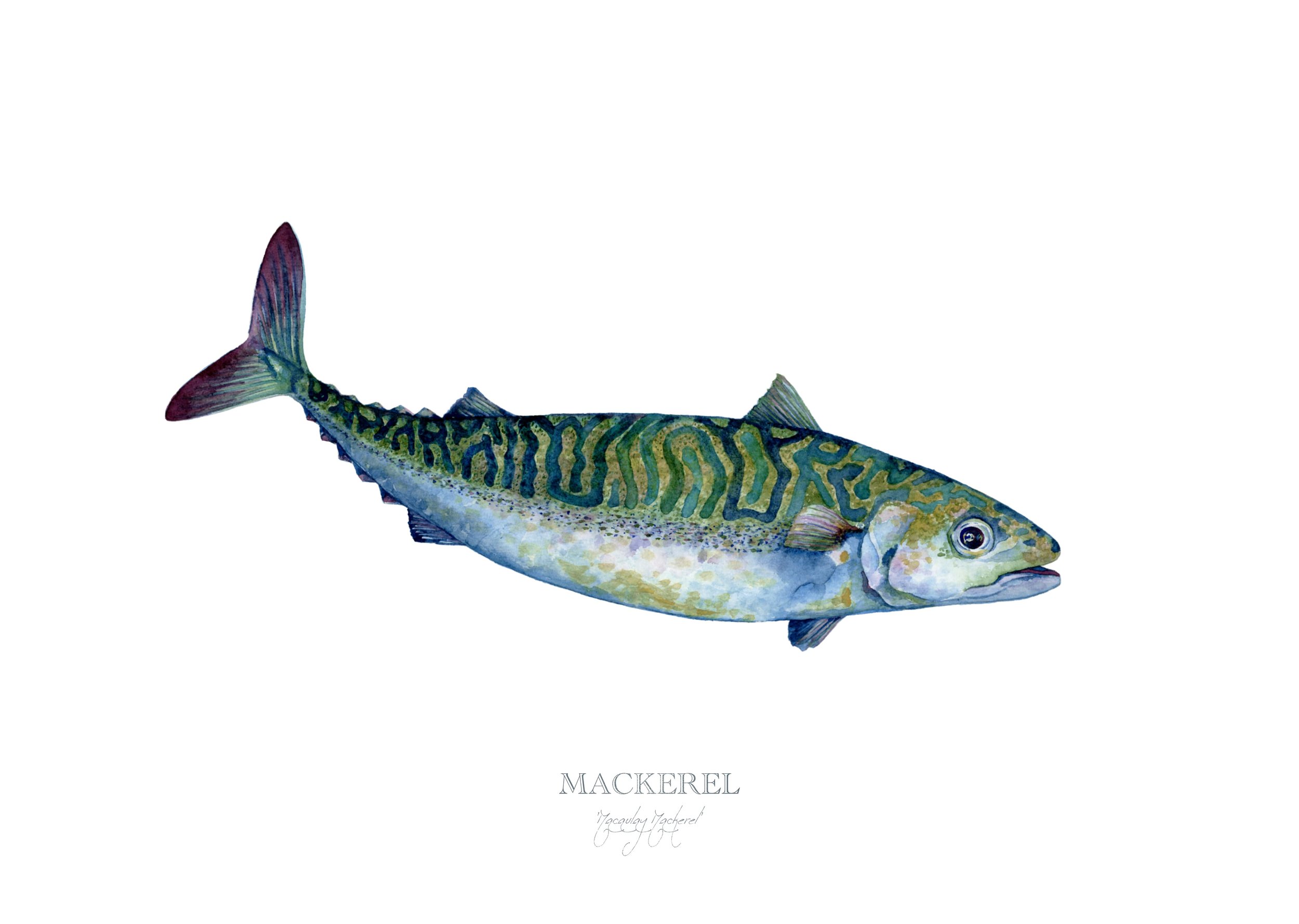 mackerel-giclée-limited-edition-print-vanna-paabor.jpg