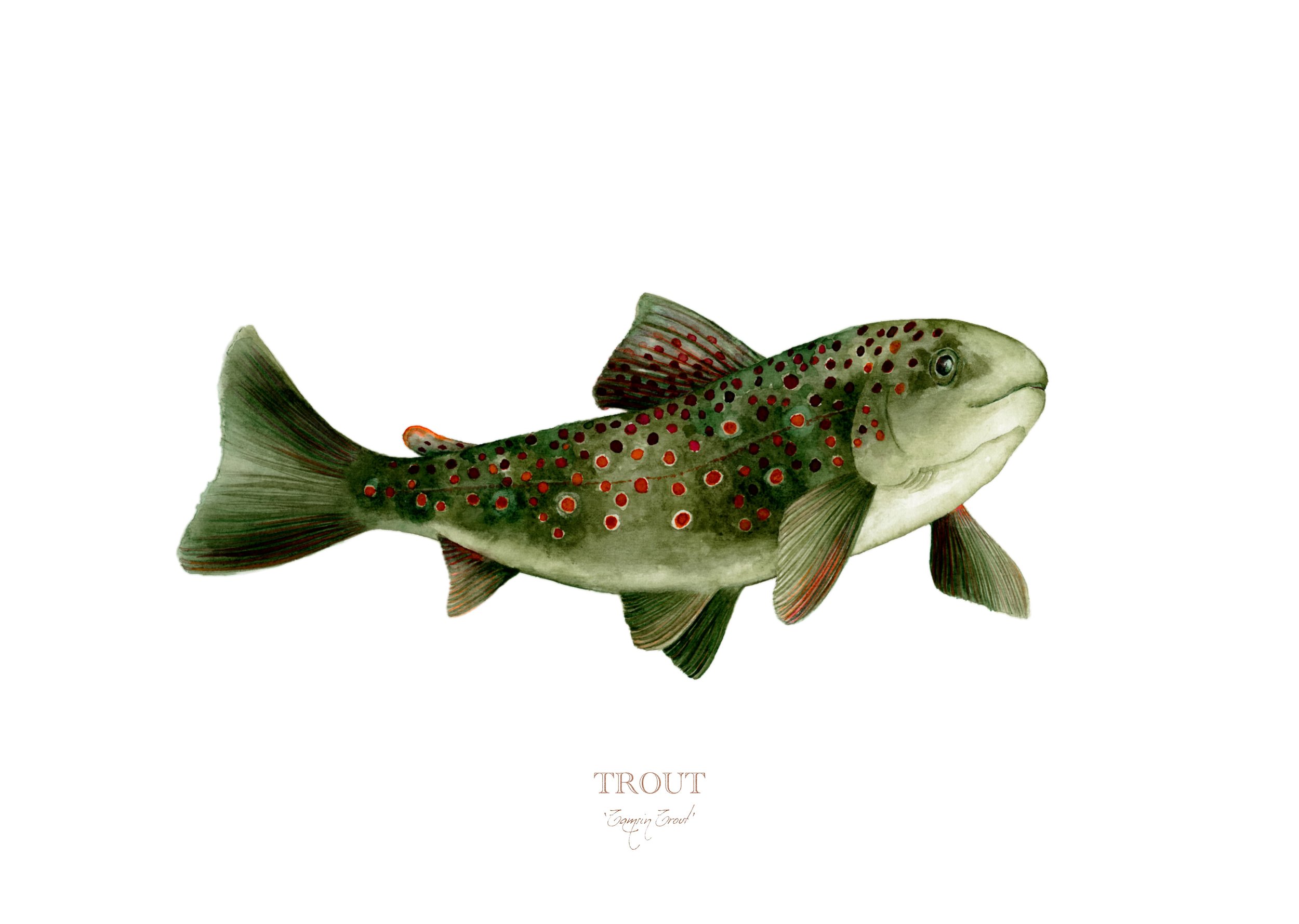 Tamsin Trout