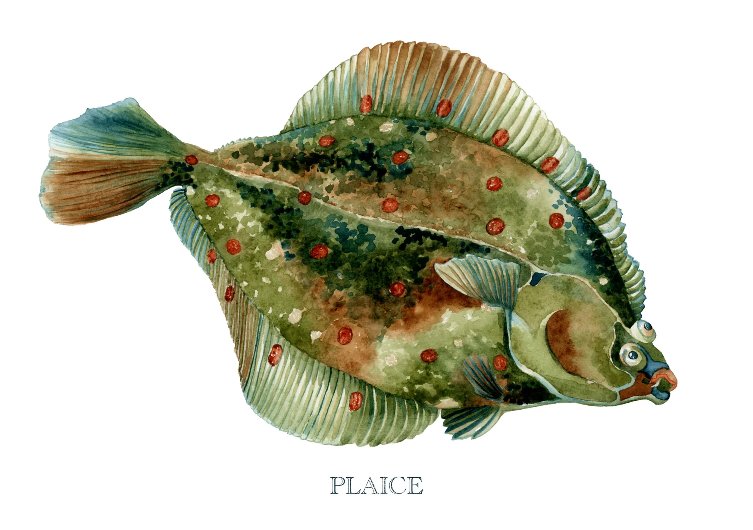 plaice-giclée-limited-edition-print-vanna-paabor-A5.jpeg