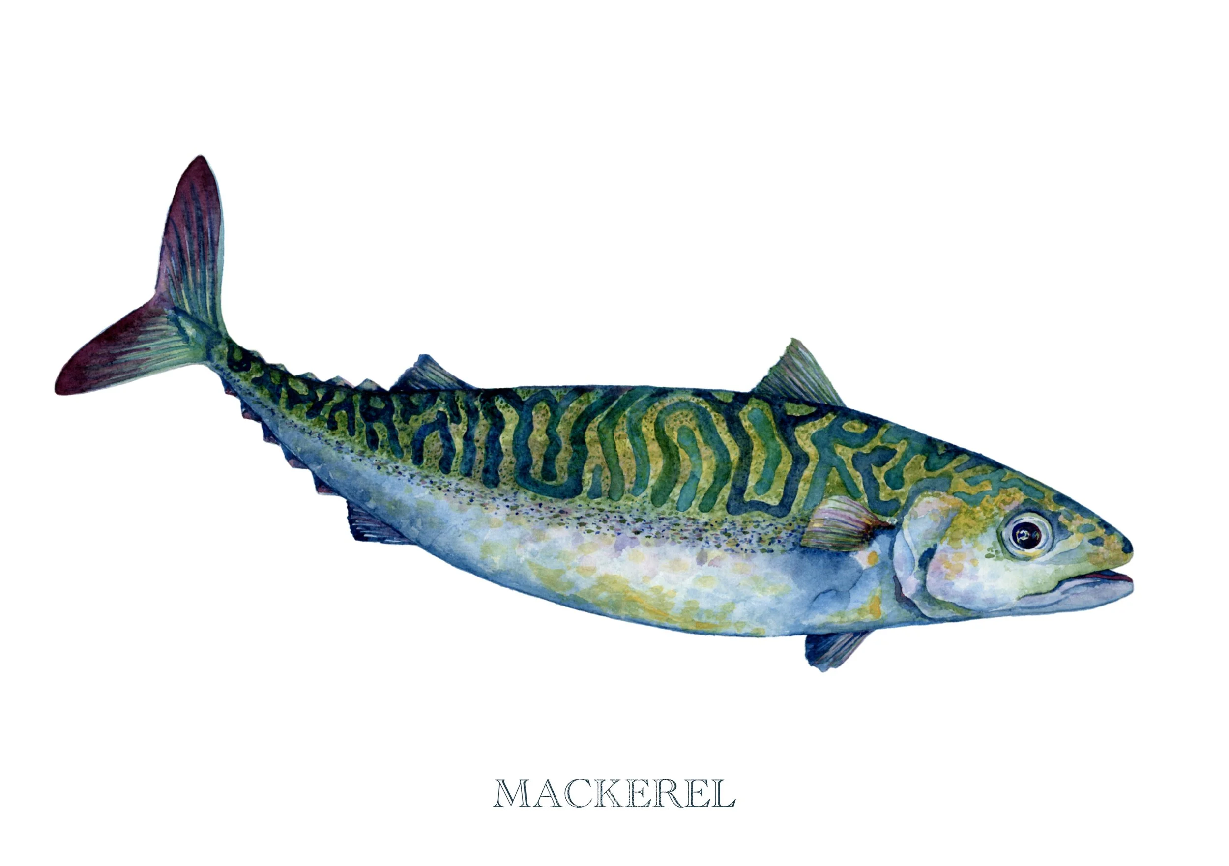 mackerel-giclée-limited-edition-print-vanna-paabor-A5.jpeg