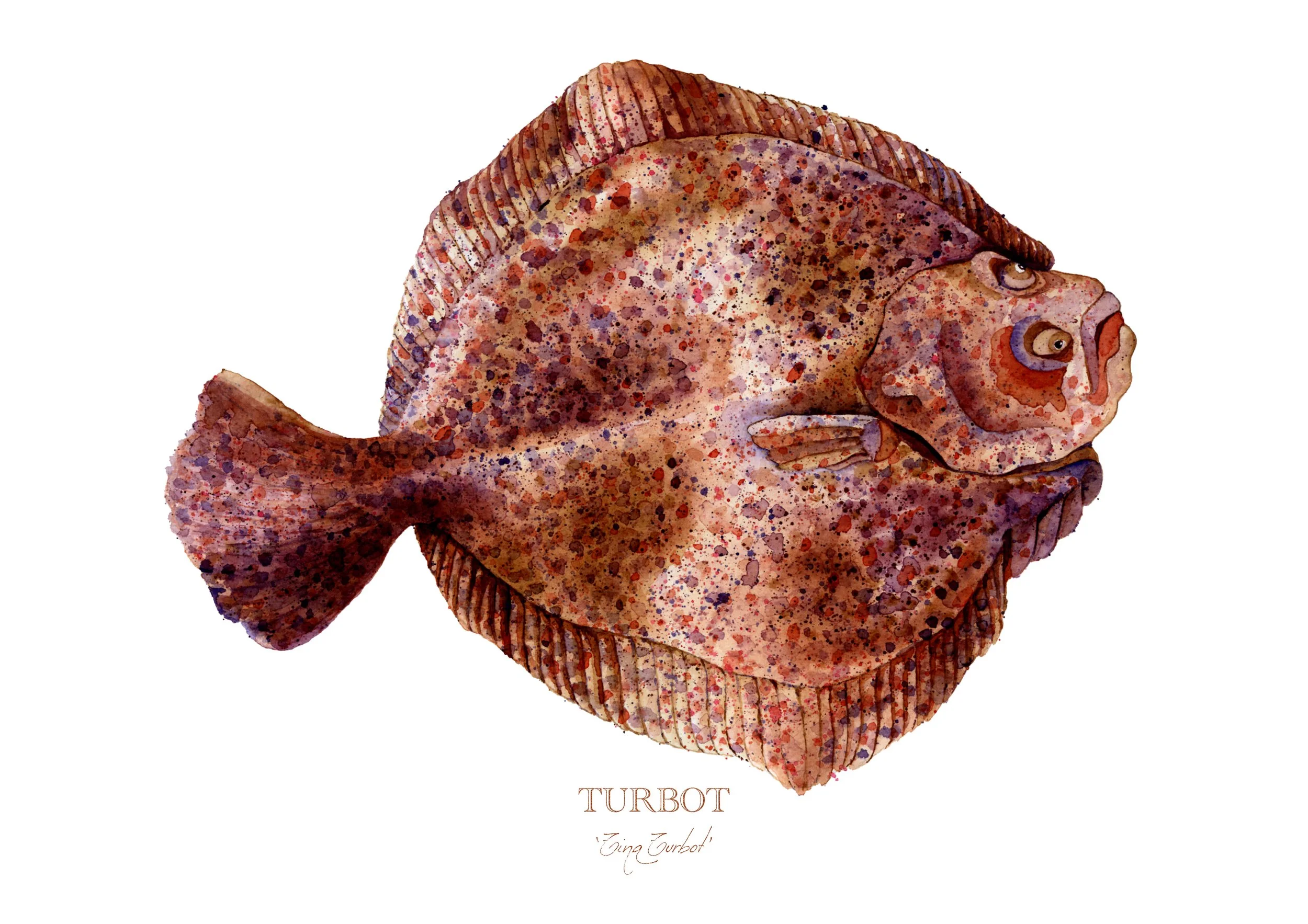 turbot-giclée-limited-edition-print-vanna-paabor-A4.jpeg
