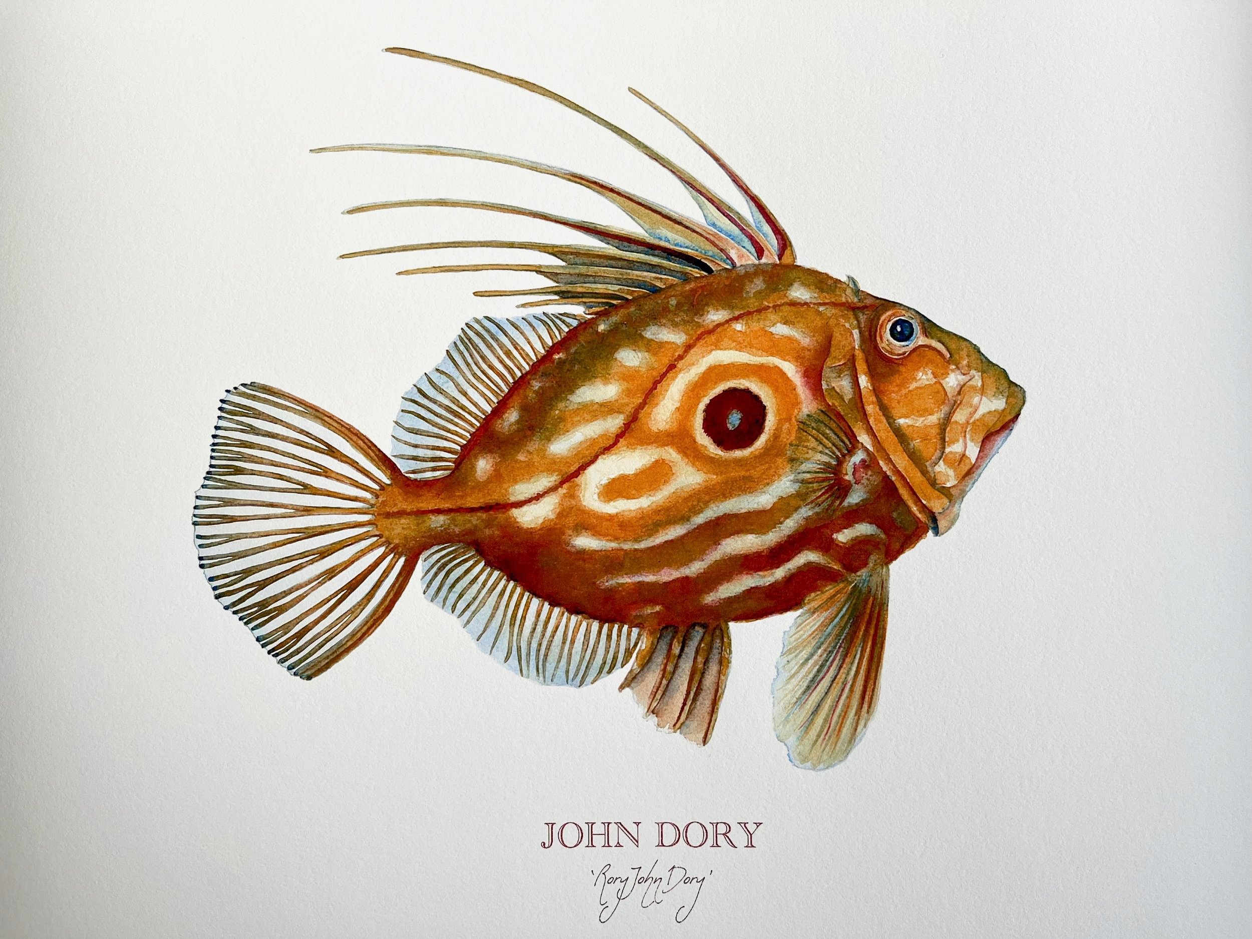 john-dory-gicle%CC%81e-limited-edition-print-image-vanna-paabor.jpg