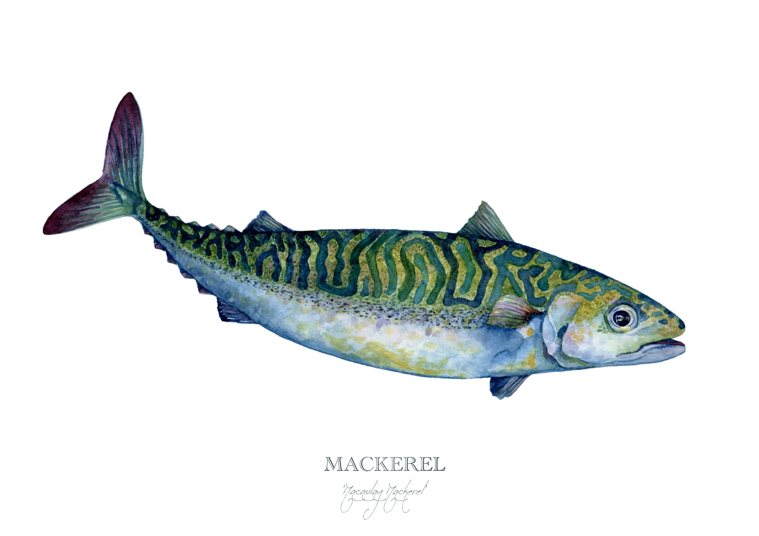 mackerel-giclée-limited-edition-print-vanna-paabor-A4.jpeg