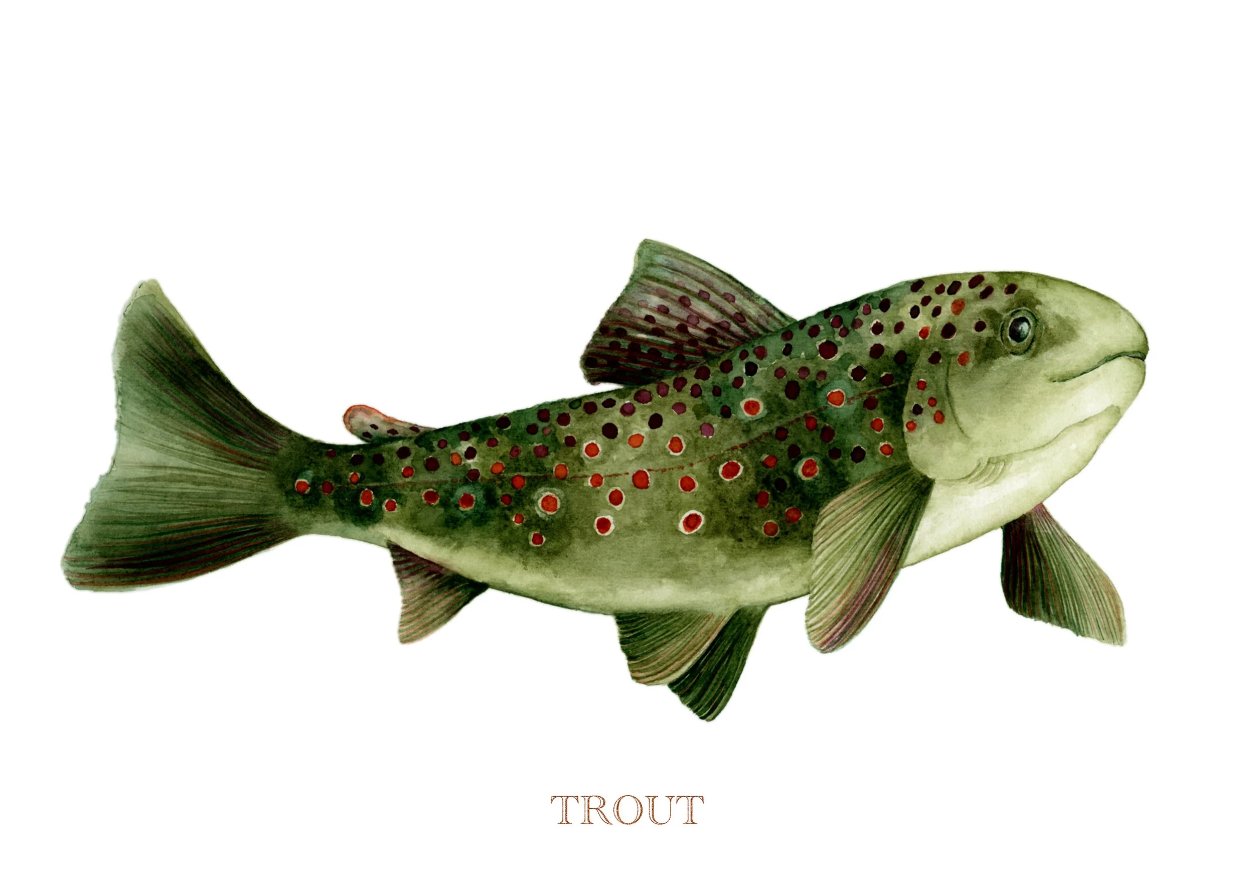 trout-giclée-limited-edition-print-vanna-paabor-A5.jpeg