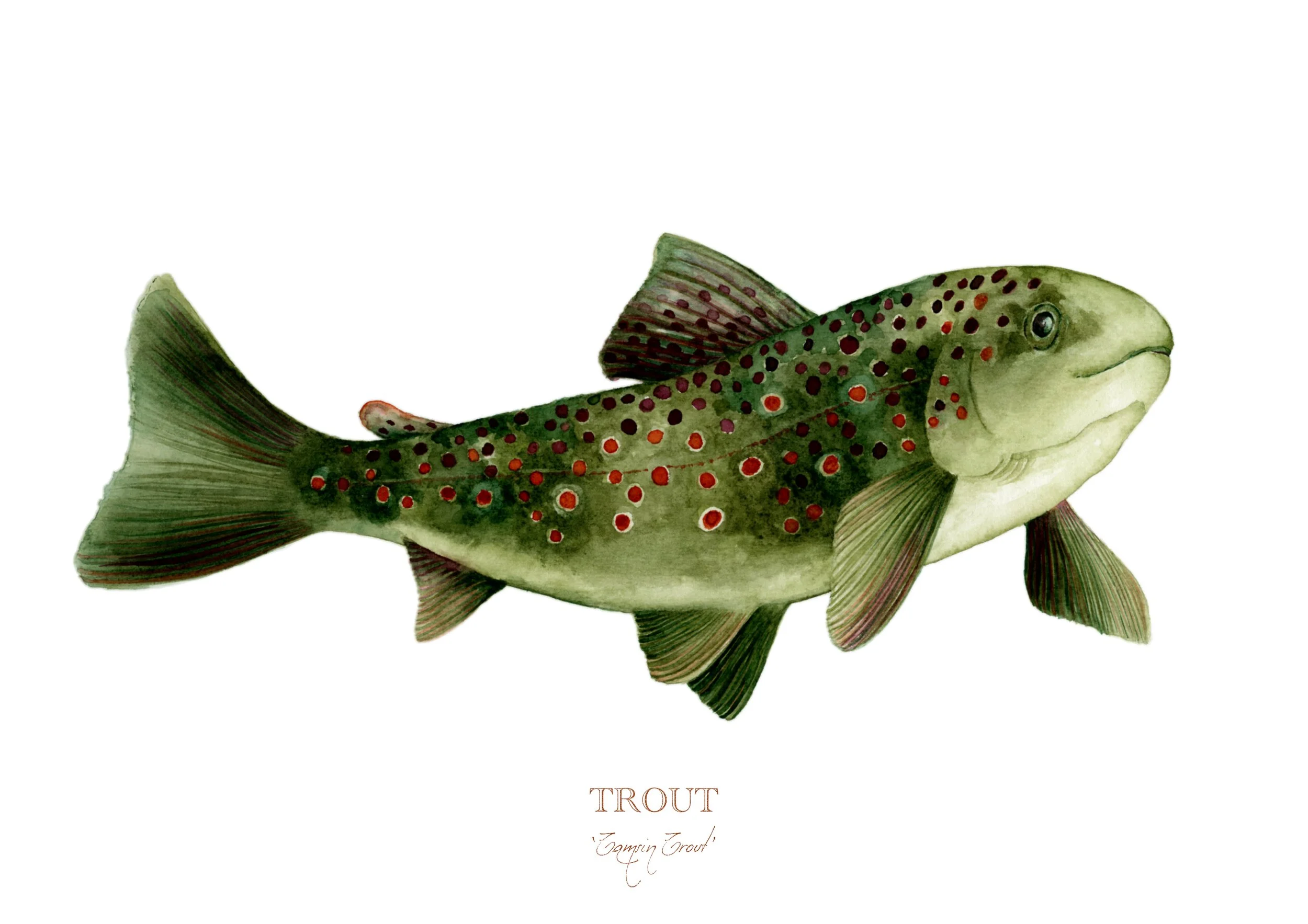 trout-giclée-limited-edition-print-vanna-paabor-A4.jpeg