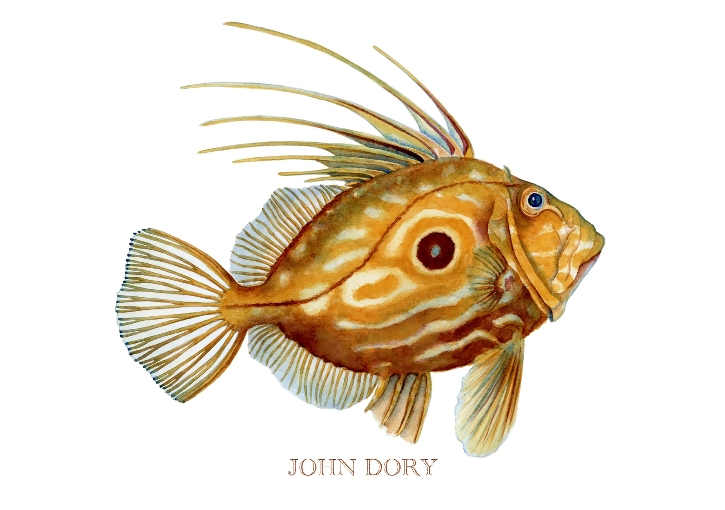 john-dory-giclée-limited-edition-print-vanna-paabor-A5.jpeg